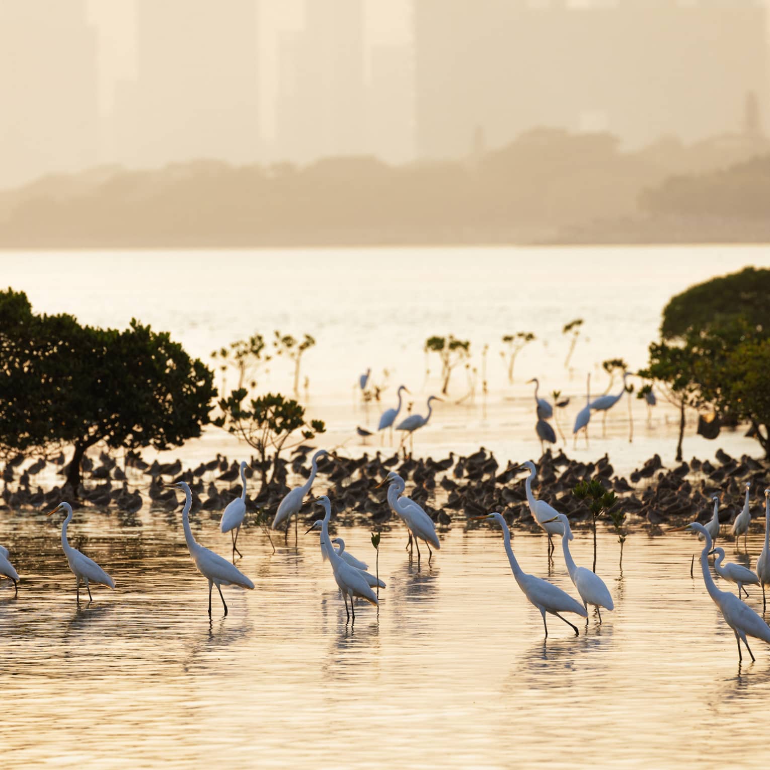 An orange morning glow shines down on a flock of great egrets and ducks as they wade through the water between bushes.
