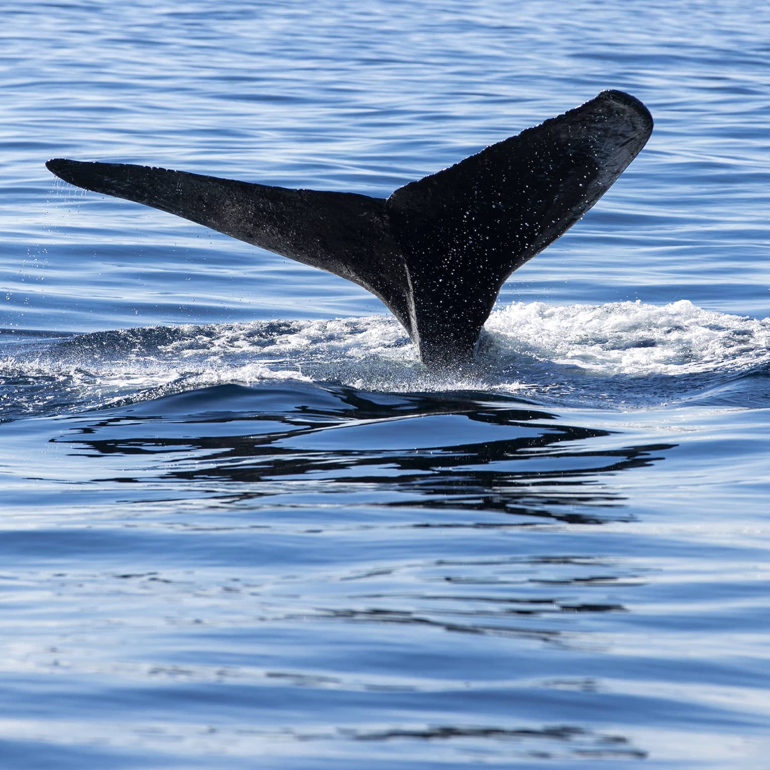 Flukes of a whale's tail protrude from the water, surrounded by a circle of foam, as the whale prepares to dive deep. 