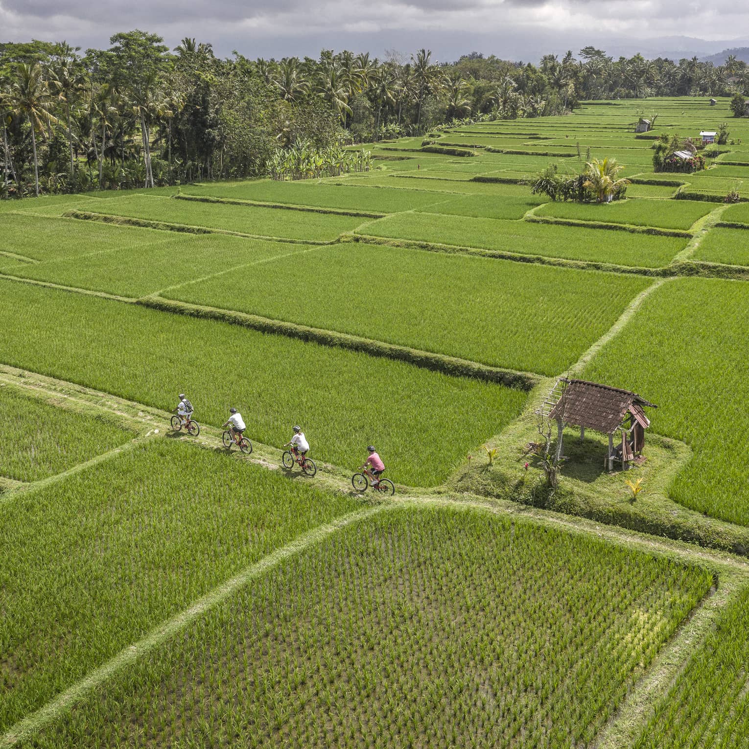 four seasons guests bike through farmland near four seasons hotel bali at sayan