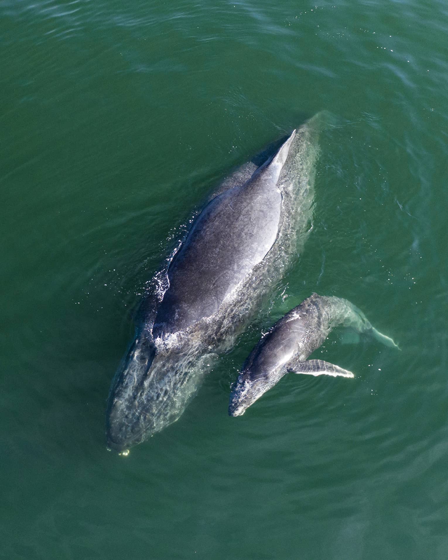 Overhead-view of a mother and baby whale, heads submerged and slippery-smooth backs breaching the calm teal water. 