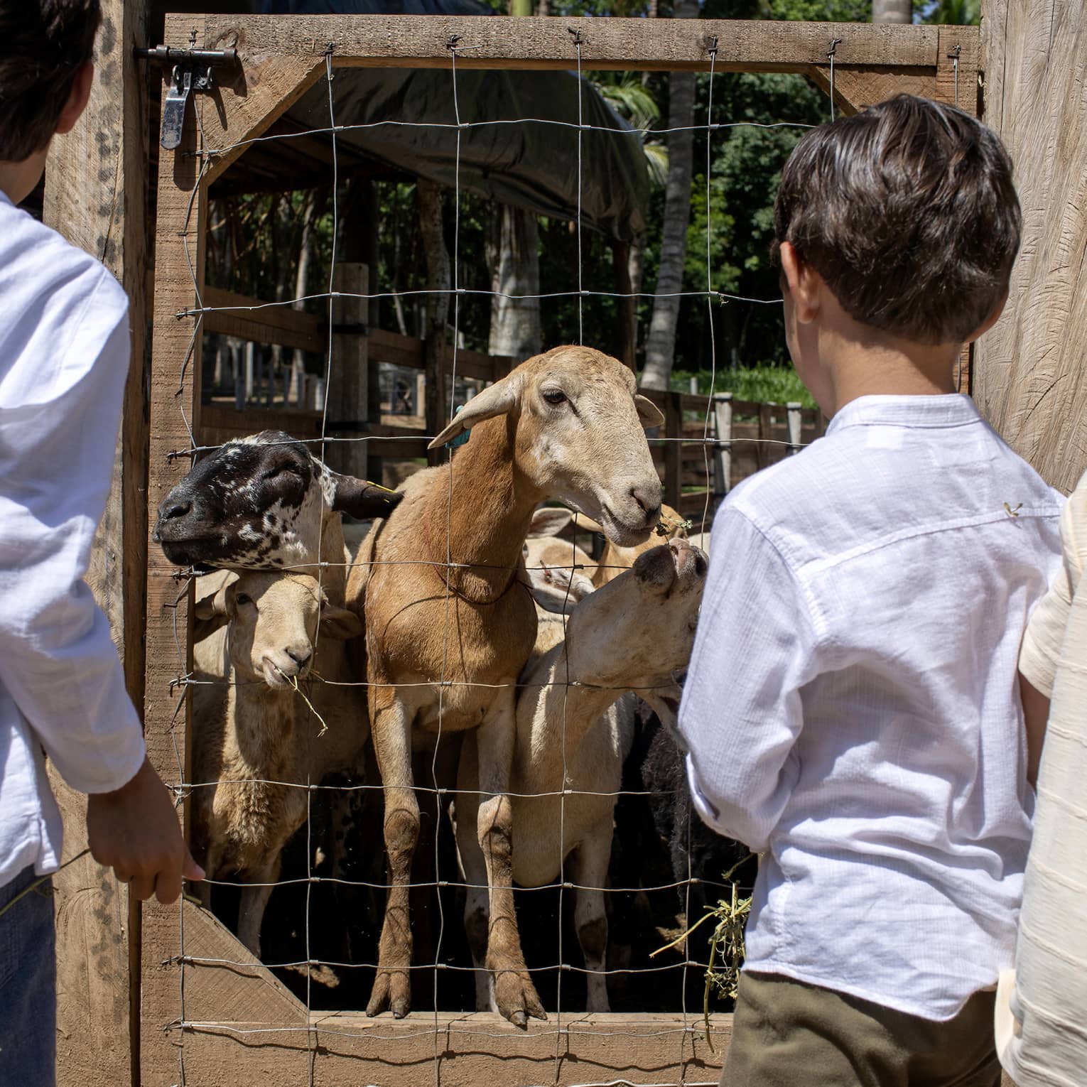 Three children look at goats inside of an enclosure
