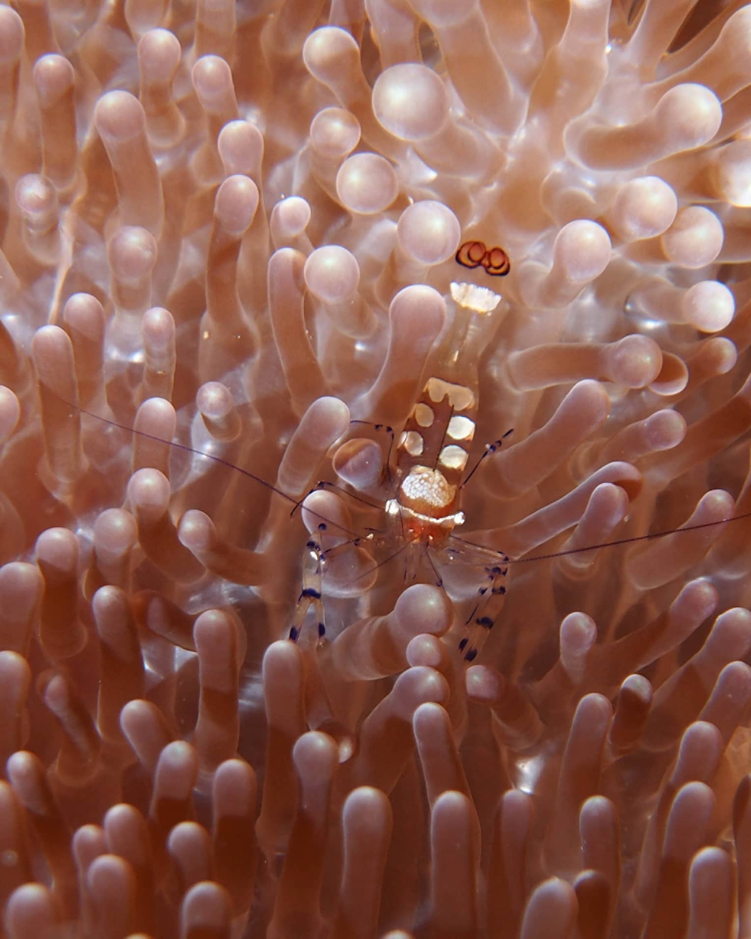 Closeup of peach-orange transparent sea anemone with countless delicate tentacles, a transparent shrimp camouflaged within.