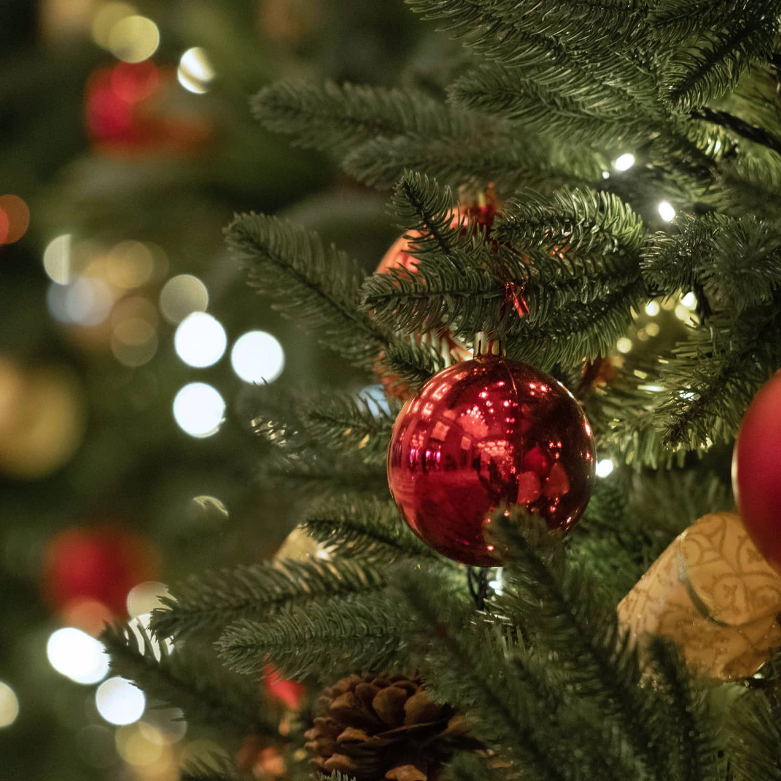 Shiny red ornaments hanging from the branches of a Christmas tree.