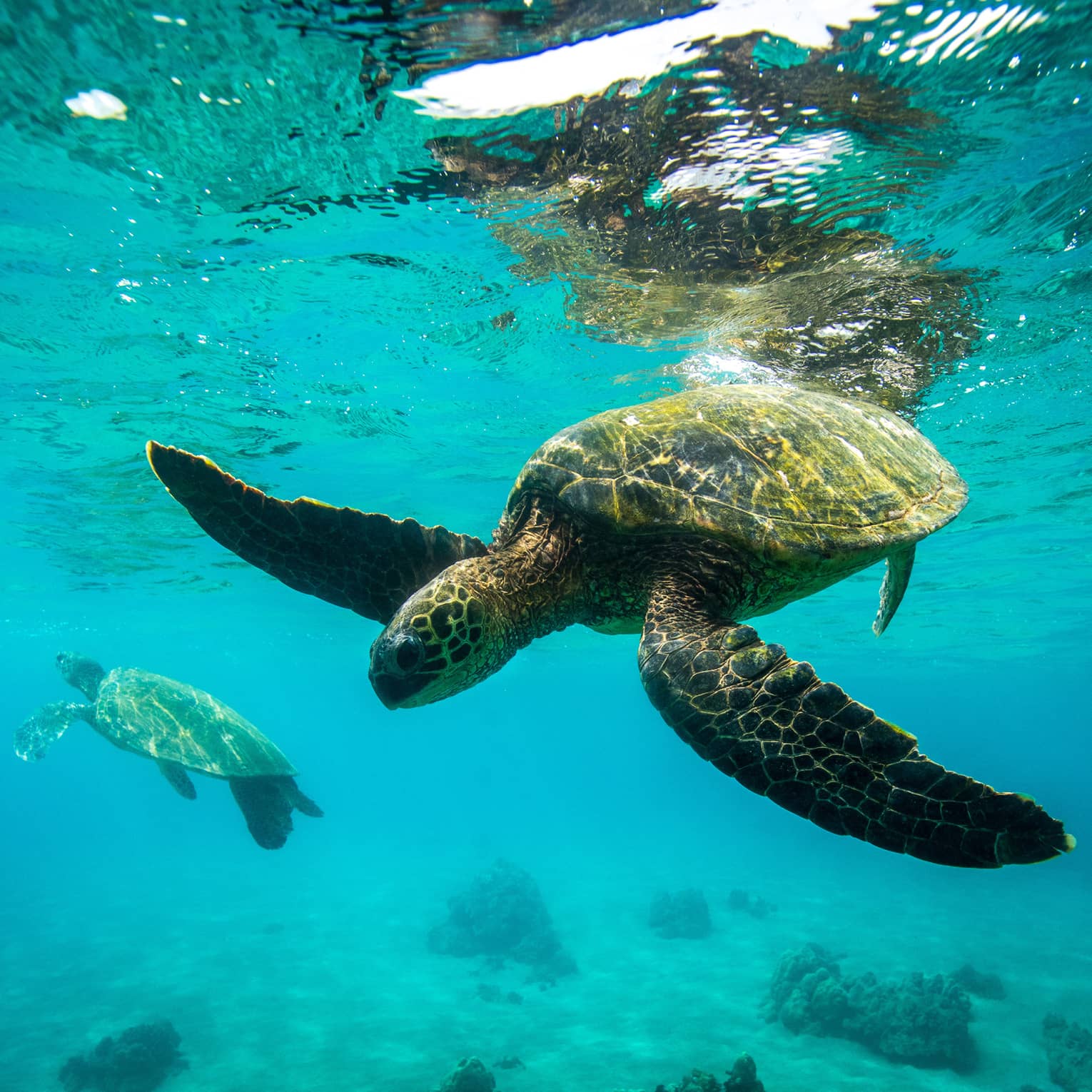 Sea Turtles swimming underwater in Hawaii