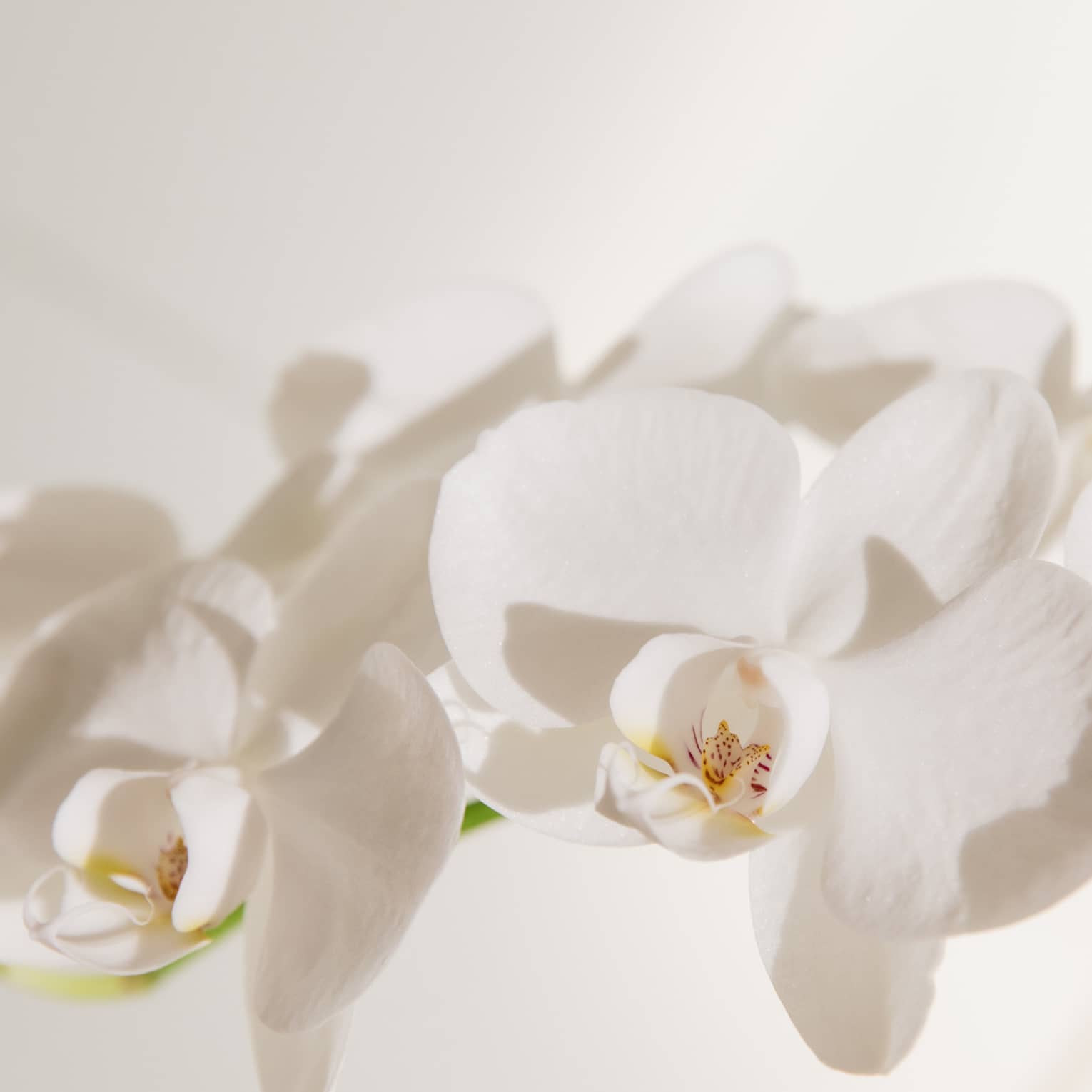 White flowers.