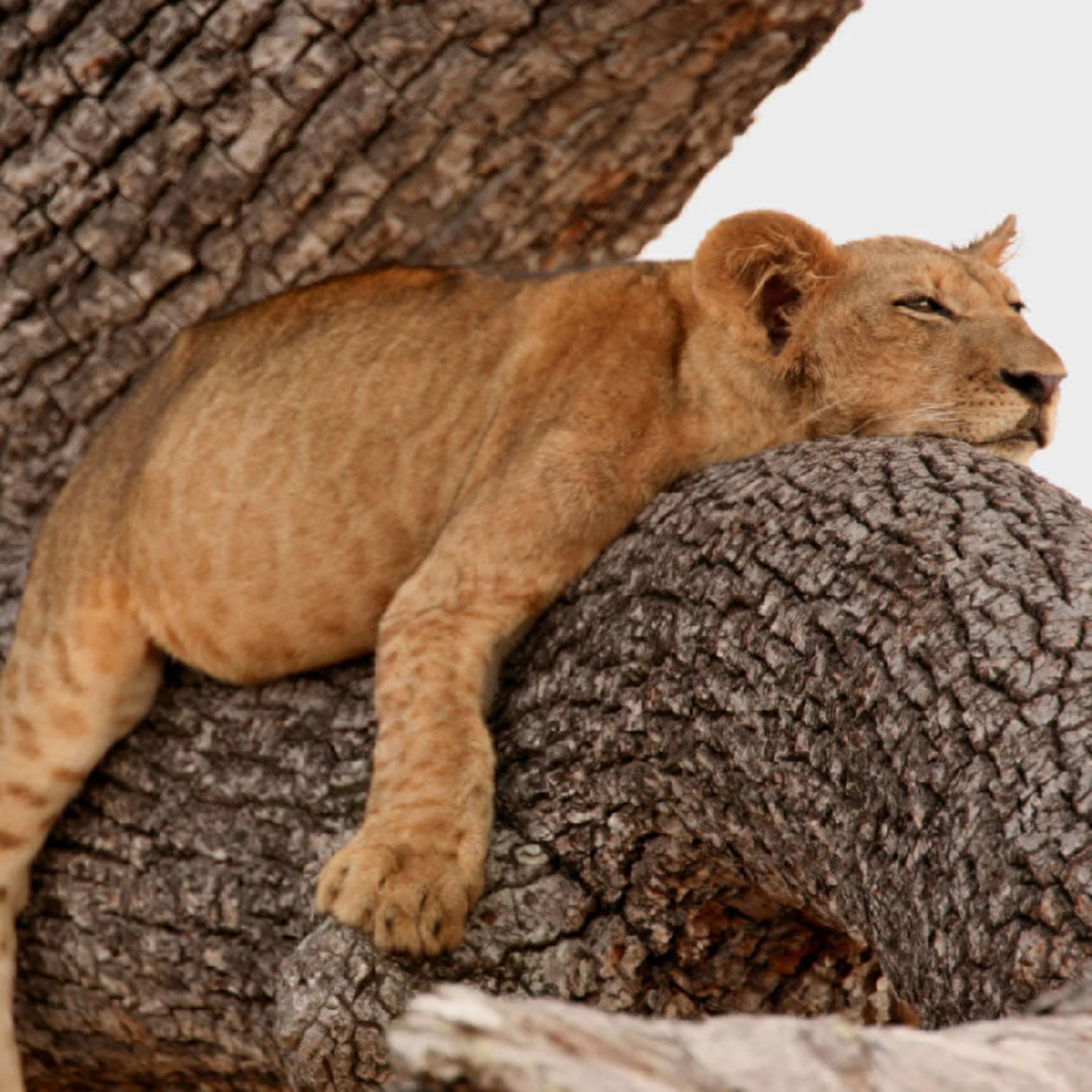Lion laying on a tree with half-closed eyes.