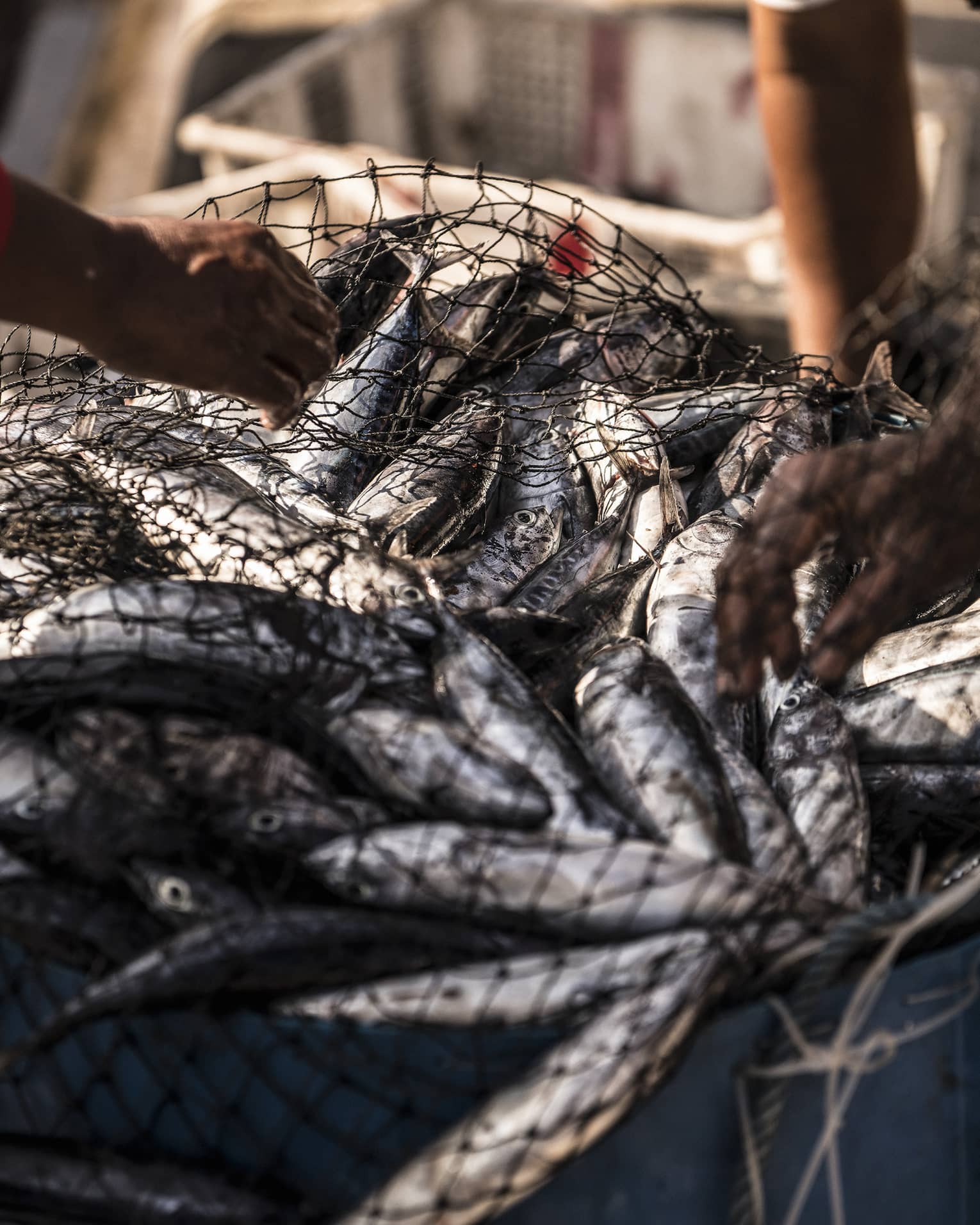 Hands holding net full of silvery fish