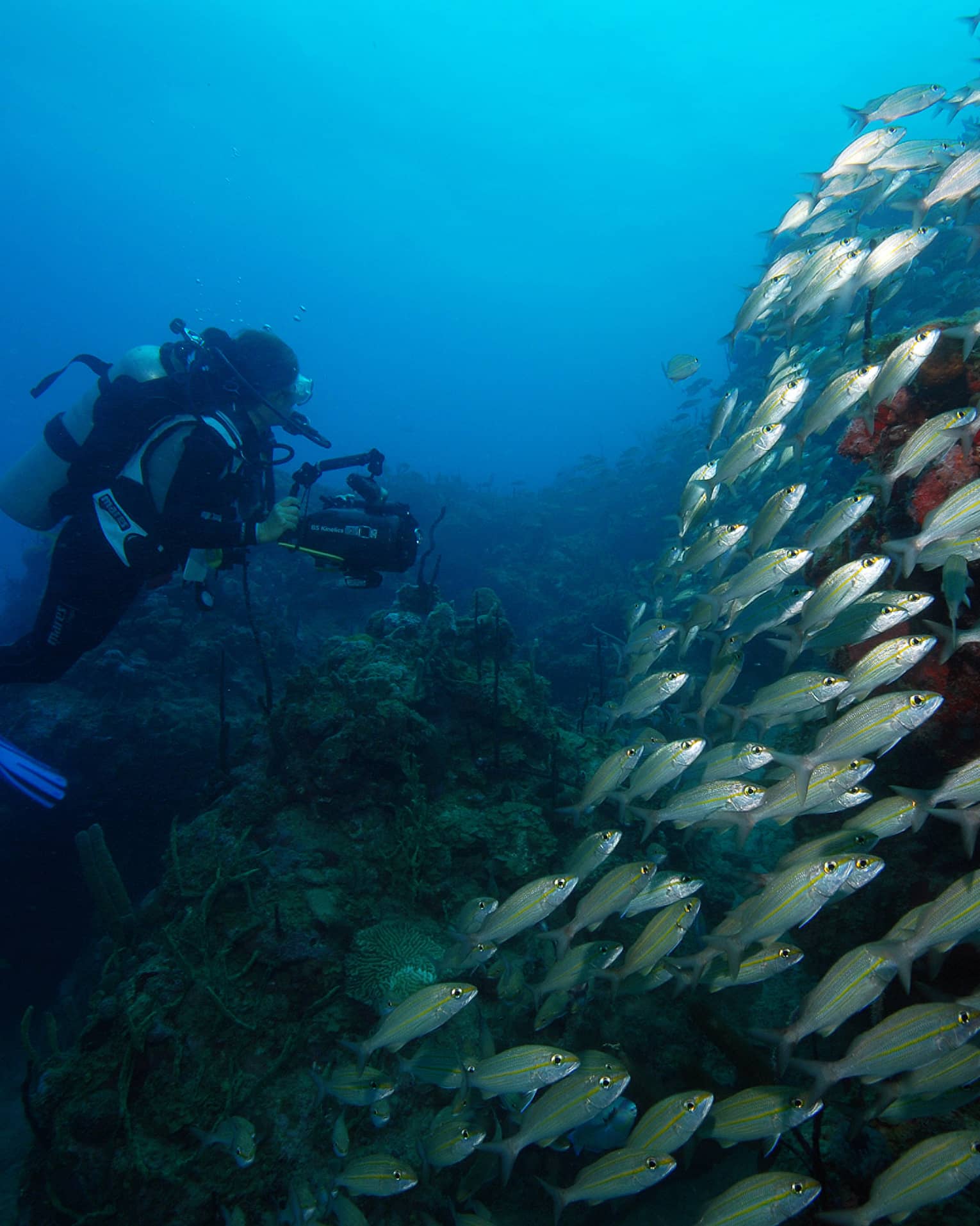 Scuba diver underwater by large school of tropical fish