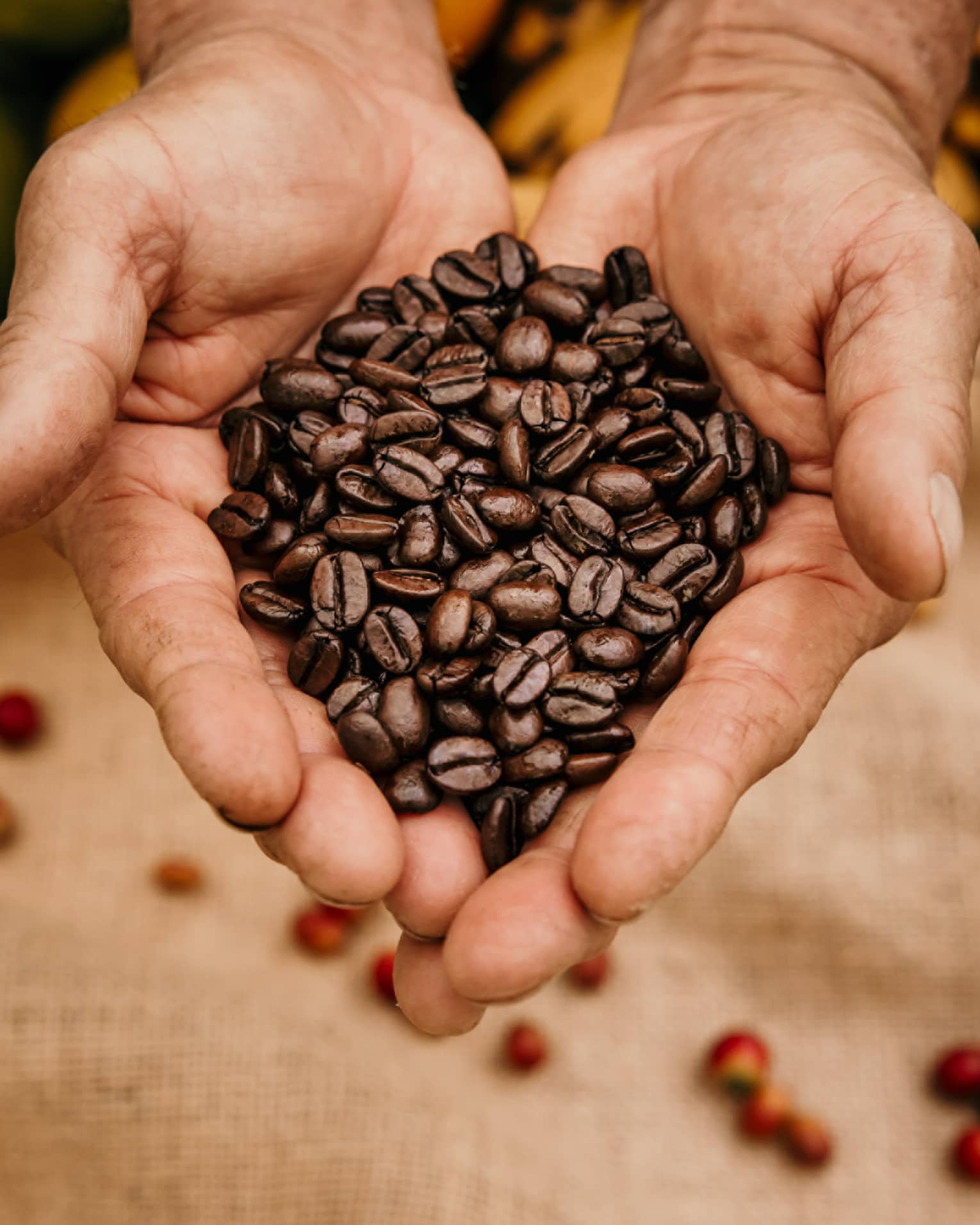 Coffee grower's palms full of fresh-picked beans