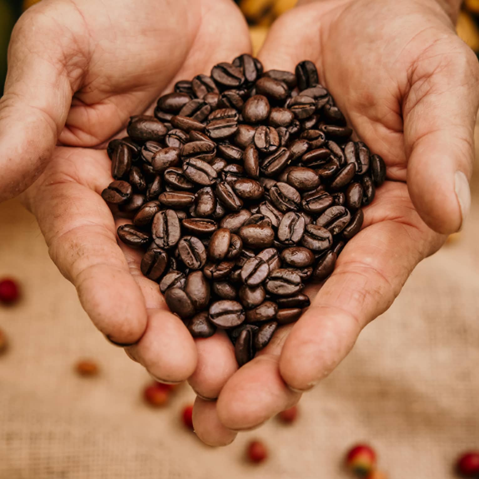 Coffee grower's palms full of fresh-picked beans