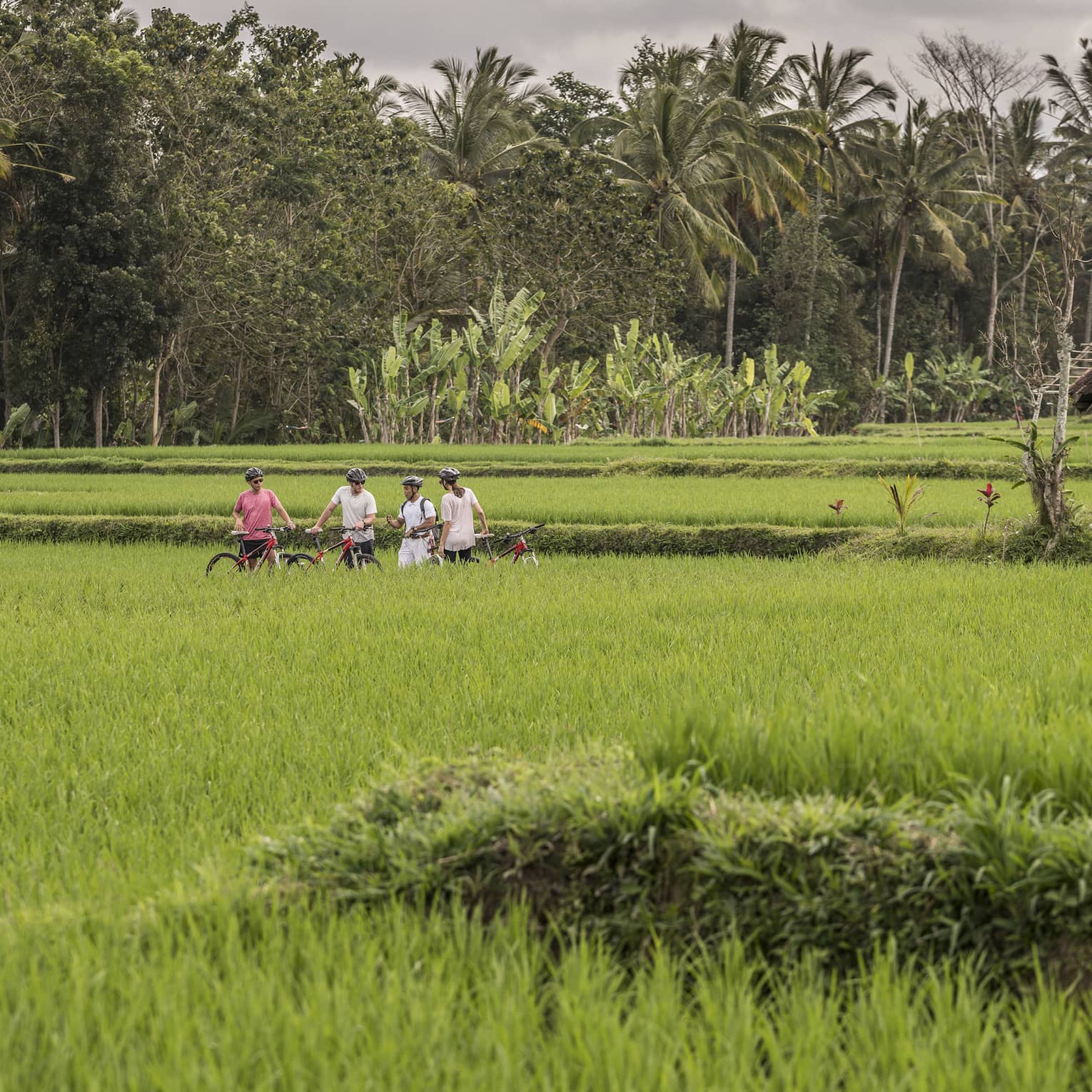 four seasons guest bike along farmland in bali