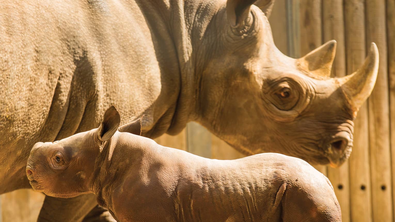 A baby rhino stays close to its mother at the Lincoln Park Zoo