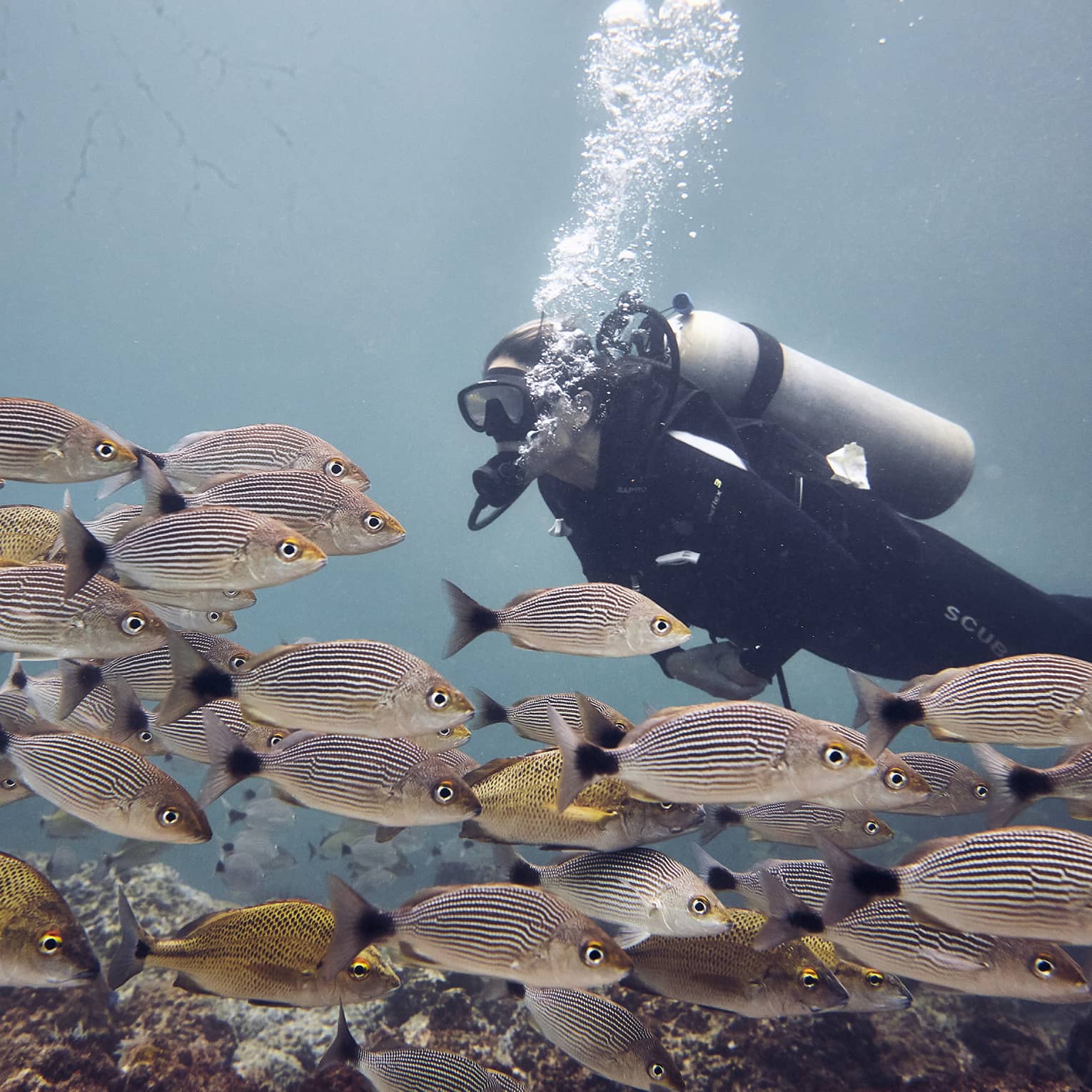 Woman scuba dives among a school of coulourful striped fish, the open ocean behind her