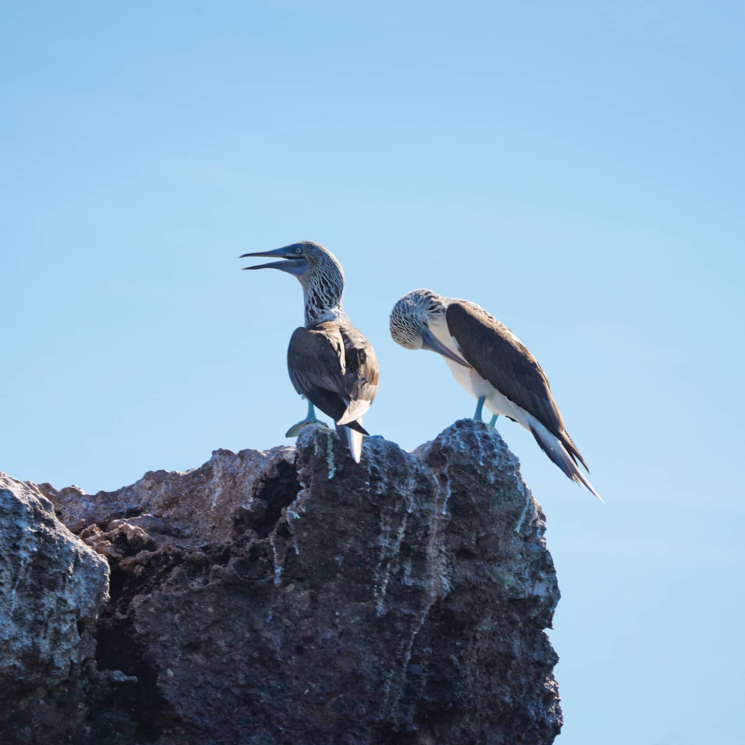 Punta Mita seagulls