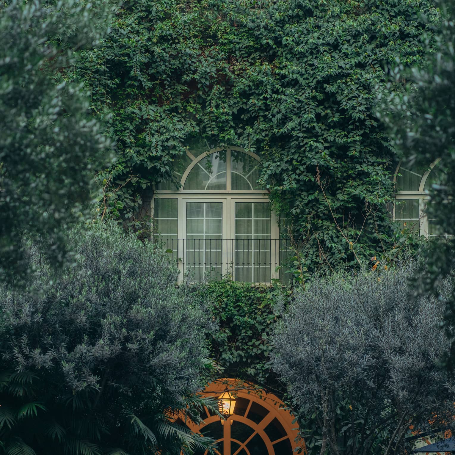 A foliage-covered exterior wall with windows peeking out of the greenery