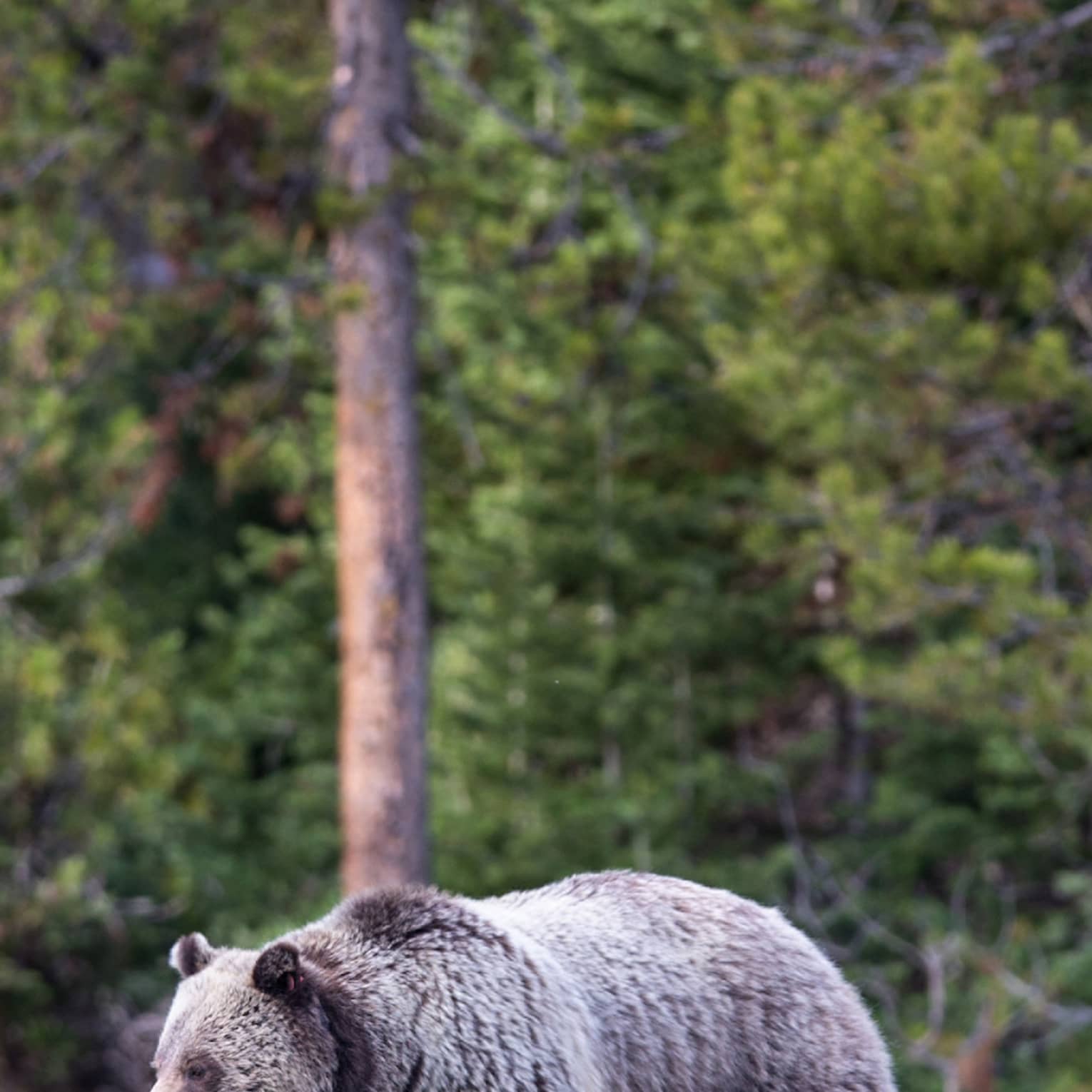 A mother grizzly bear and her three cubs emerge from the treeline of a forest to walk across a grassy clearing.