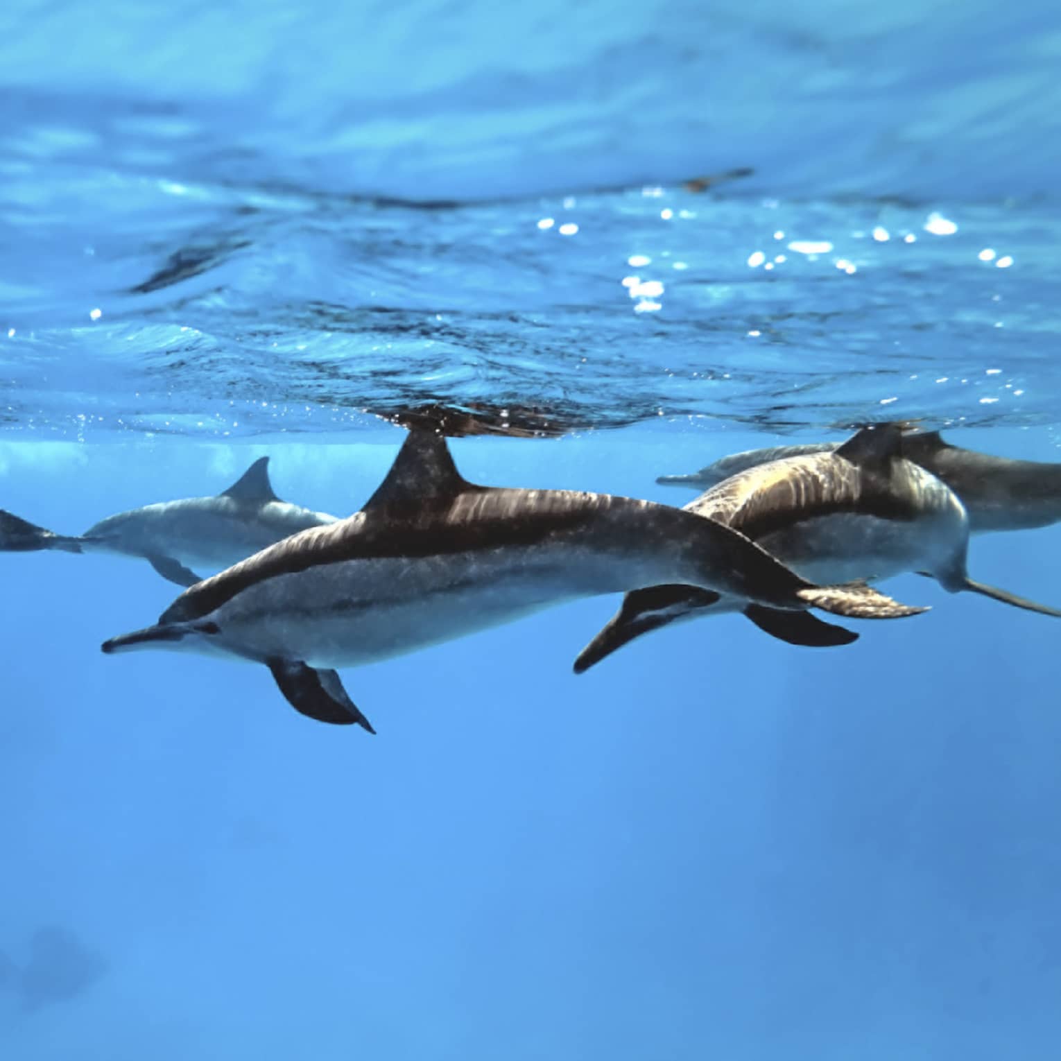 Pod of dolphins swimming below surface of the ocean
