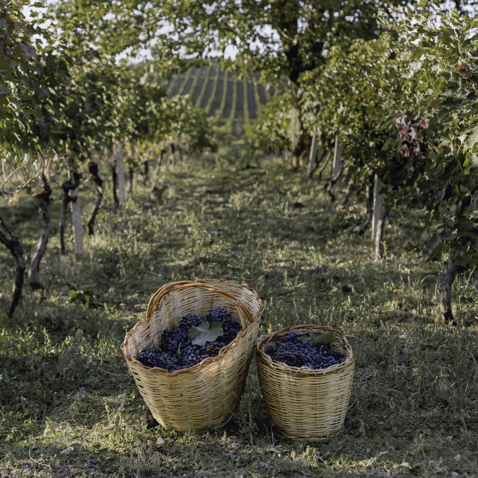 Two baskets of grapes on winery pathway