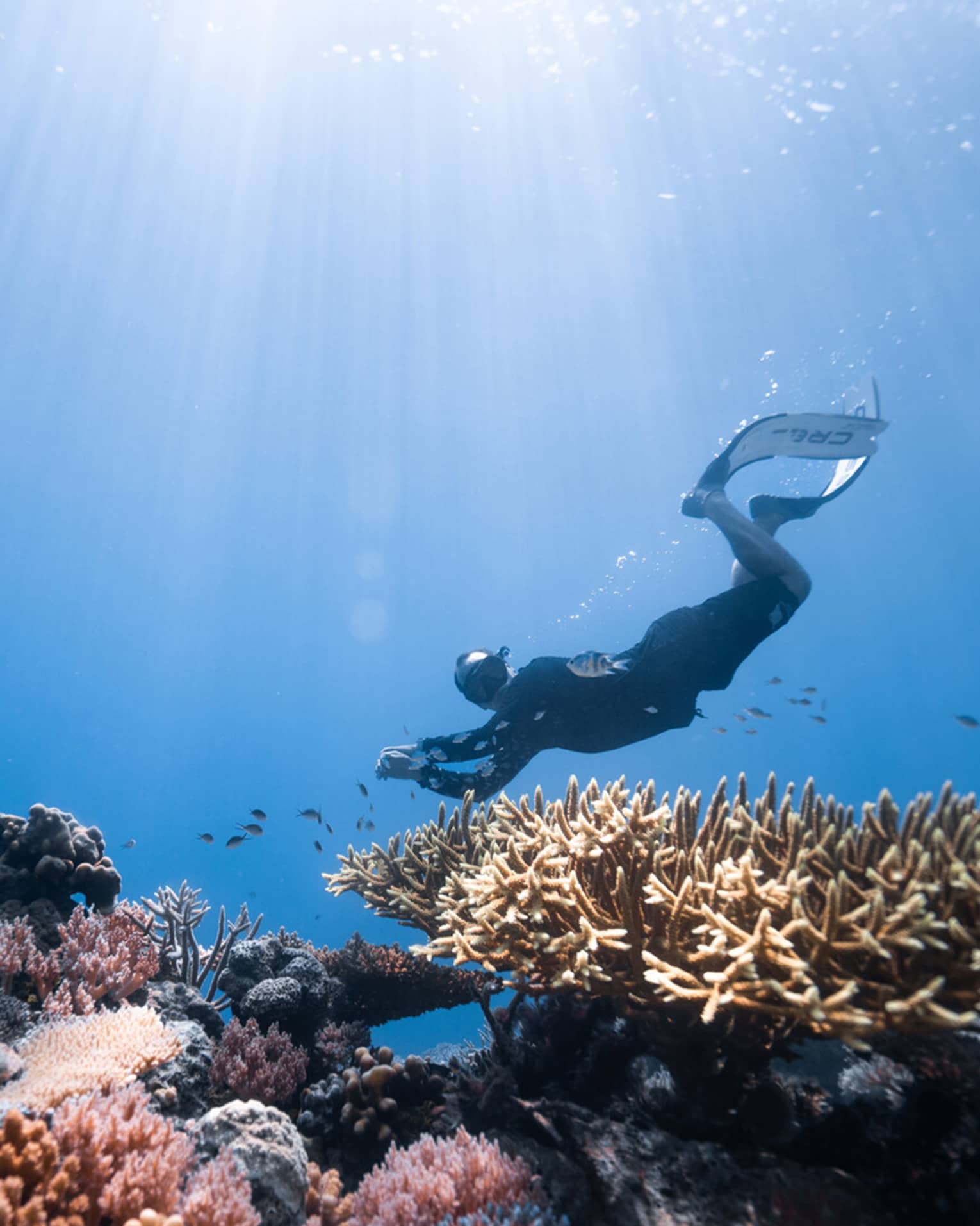 ,A person scuba dives over a colorful coral reef