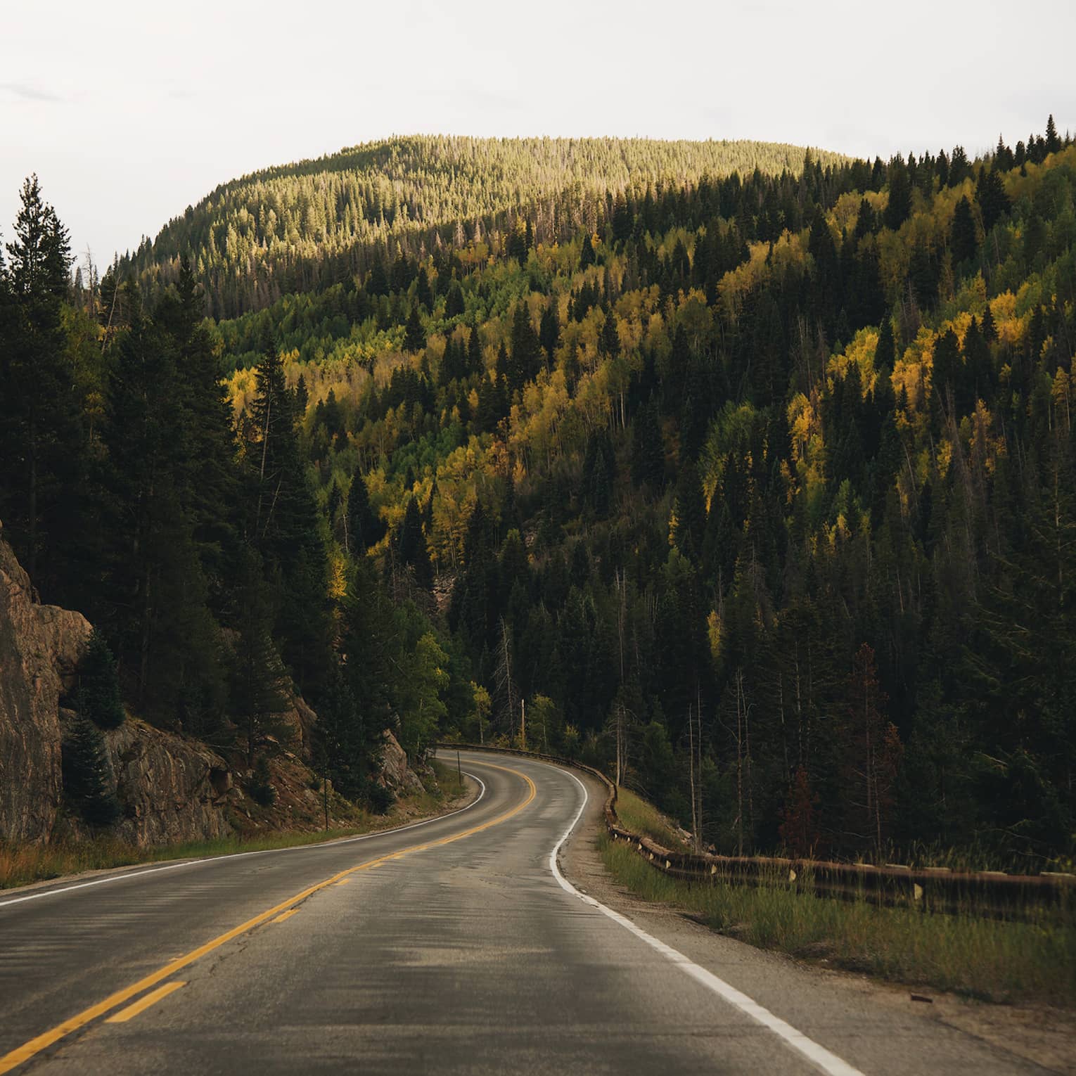 A road with woods of tall trees on both sides of it.