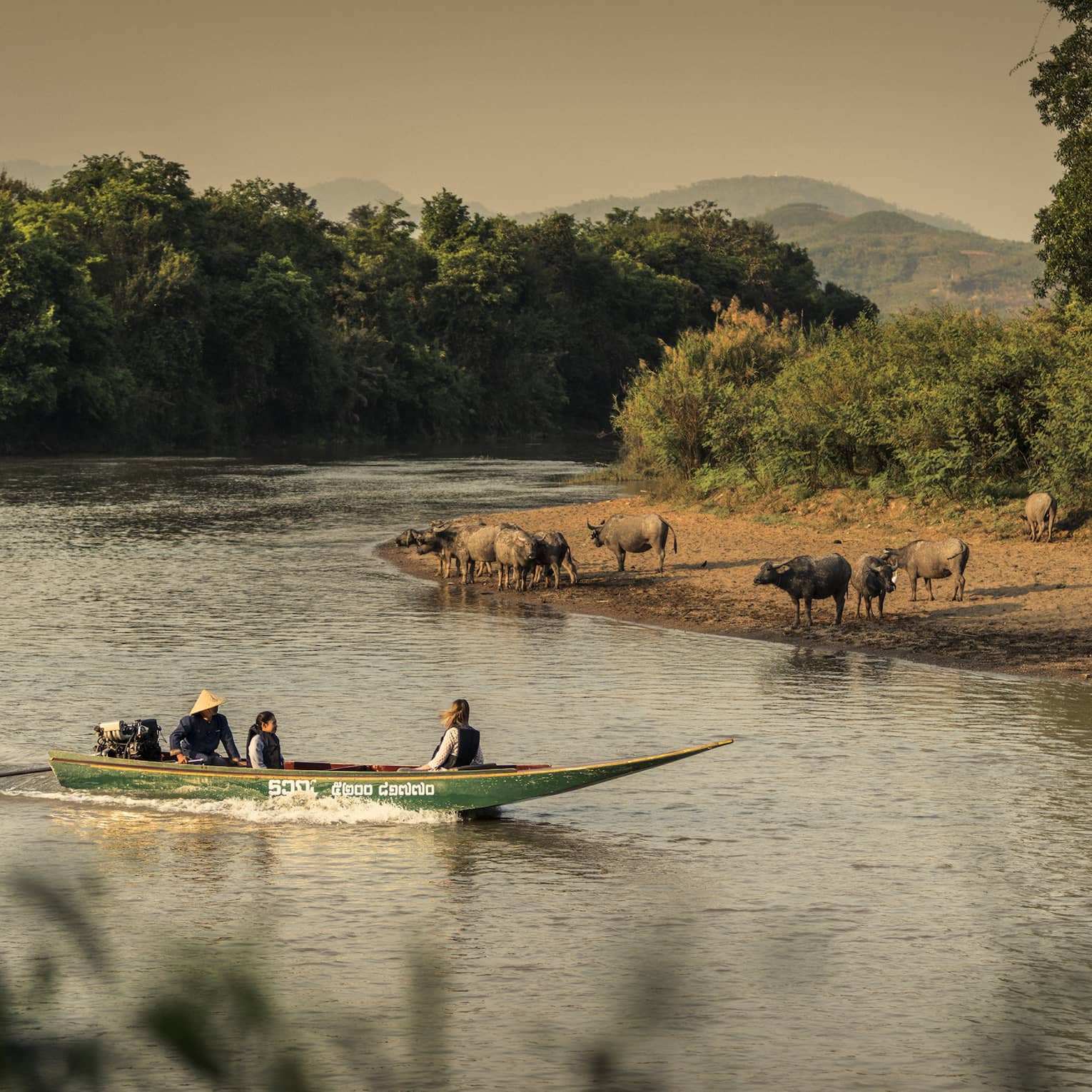 Longtail boat passes animals on the shore of the Ruak river 