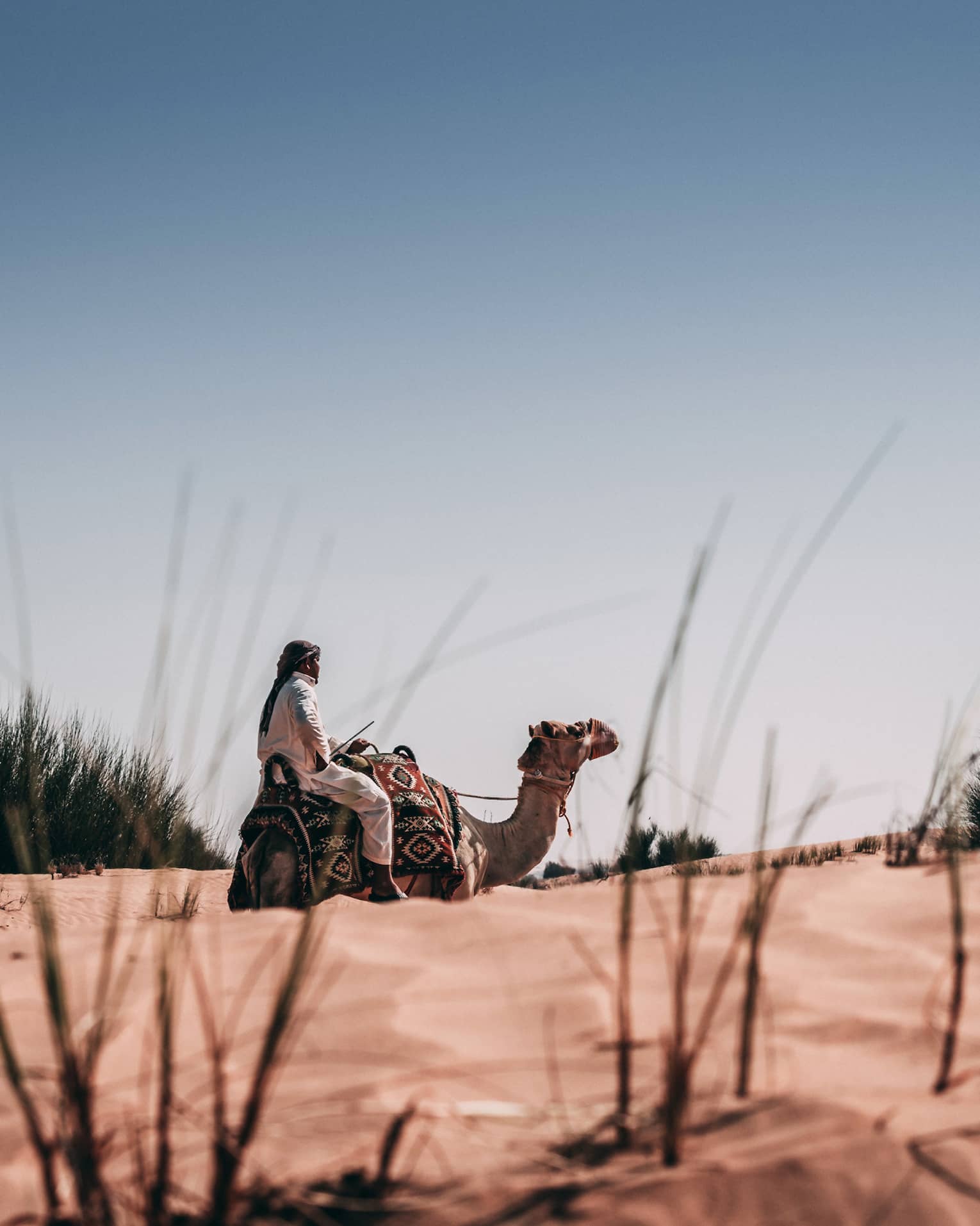 Bug's view of a person in the desert, riding a camel draped with geometric patterned blanket, framed by large spiky bushes.