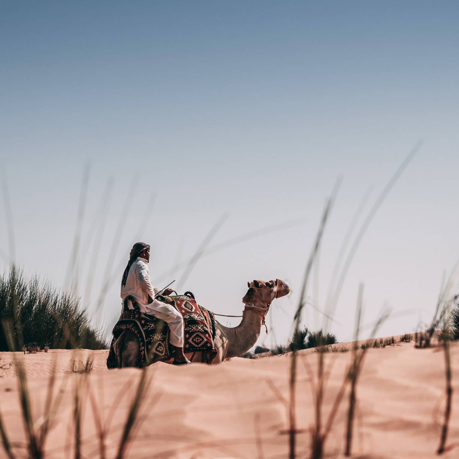 Bug's view of a person in the desert, riding a camel draped with geometric patterned blanket, framed by large spiky bushes. 