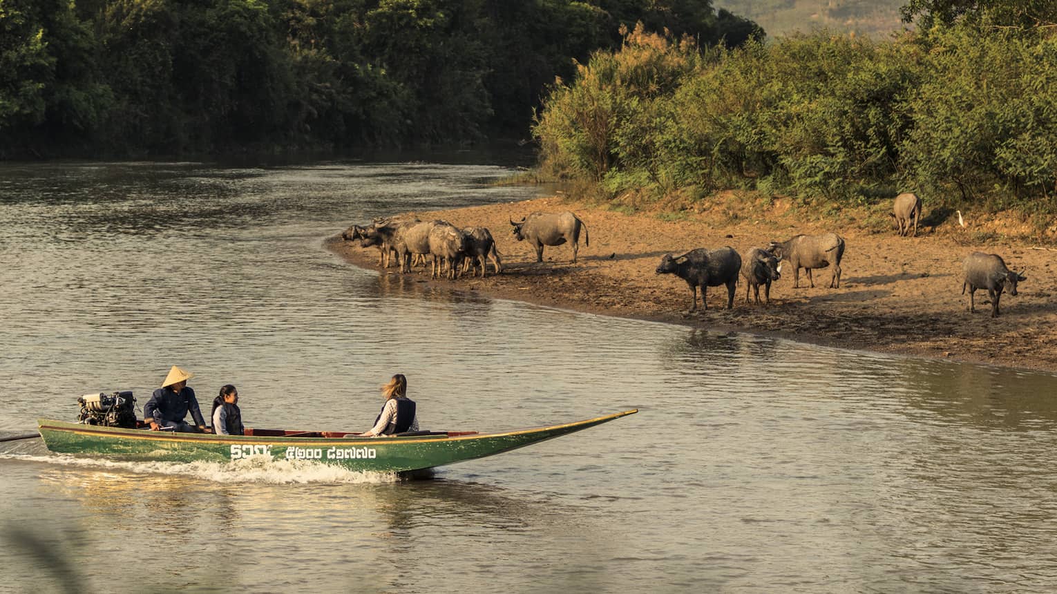 Longtail boat passes animals on the shore of the Ruak river 