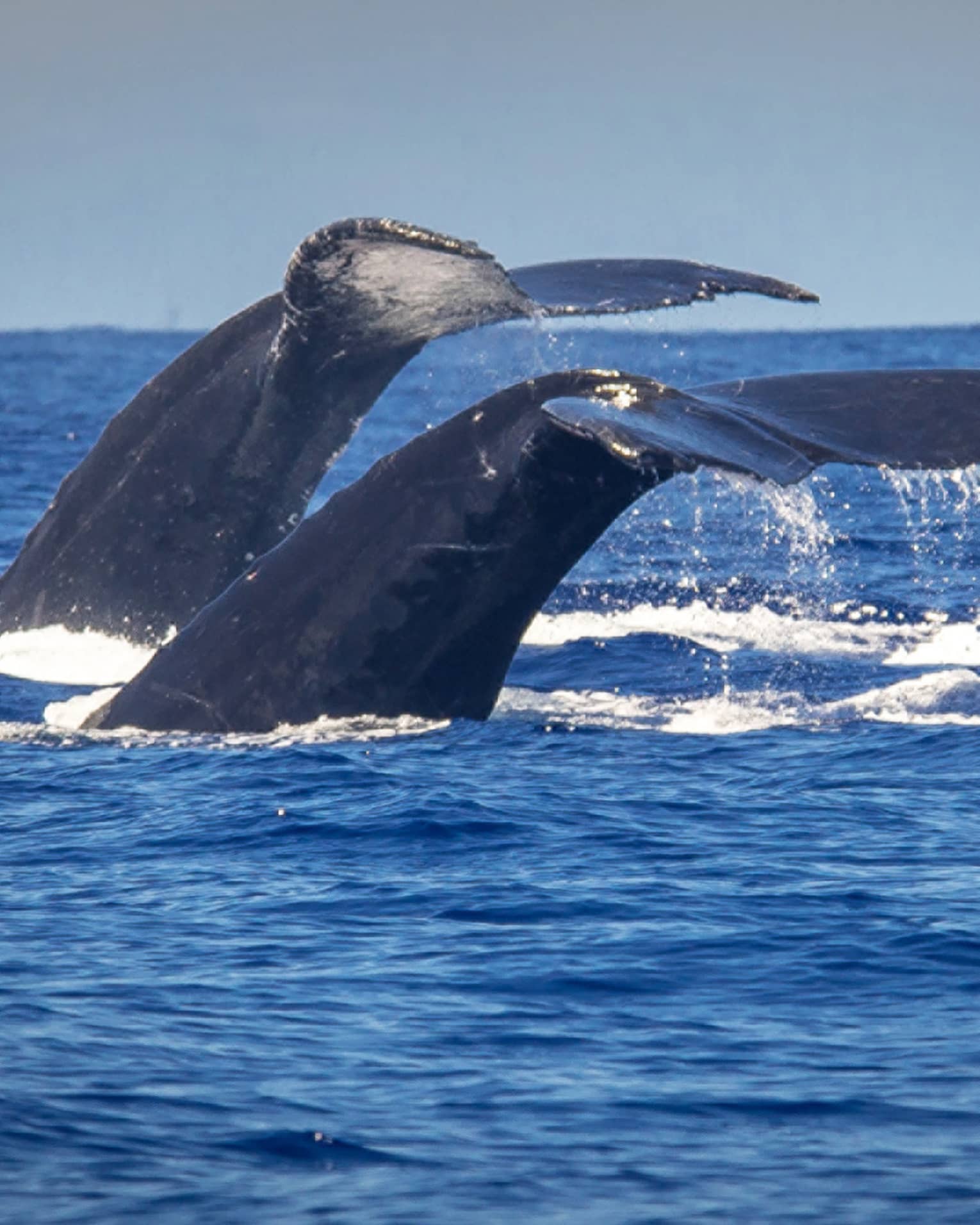 The tails of two humpback whales rise above the ocean off the coast of Maui