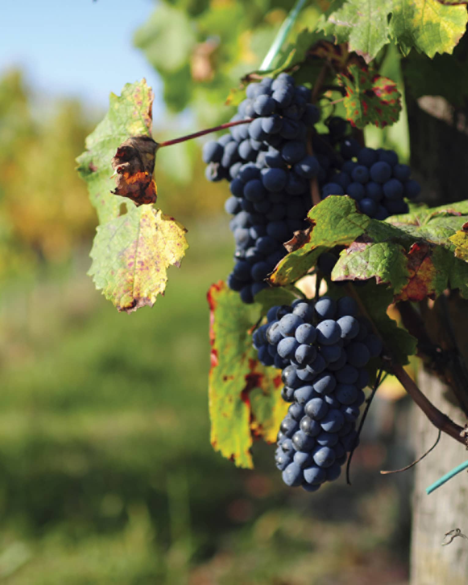Dark wine grapes hang from vine in Santa Cruz Mountains vineyard