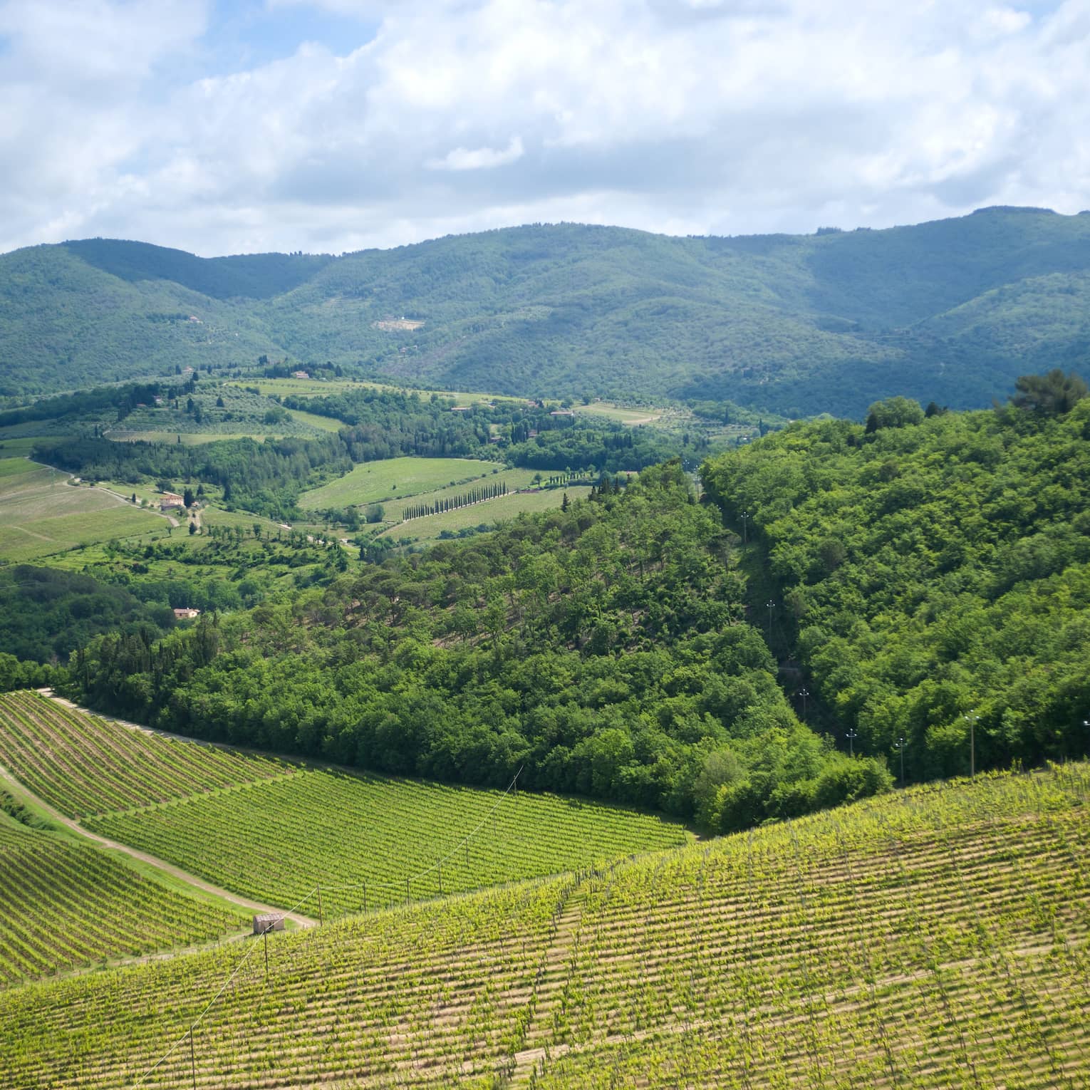 A view from above of green cultivated fields and woods on rolling hills, with forest-covered mountains in the distance.