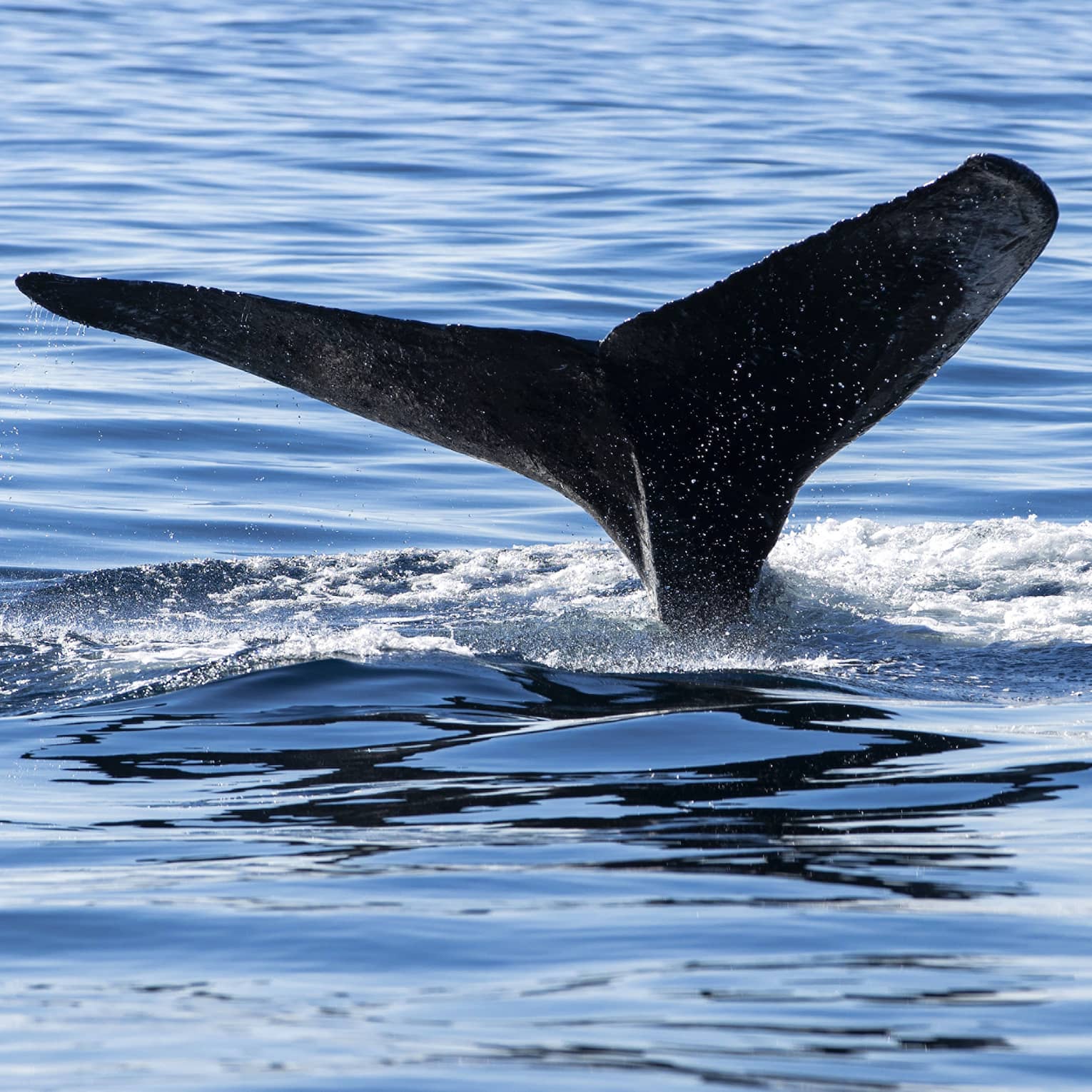 Flukes of a whale's tail protrude from the water, surrounded by a circle of foam, as the whale prepares to dive deep. 