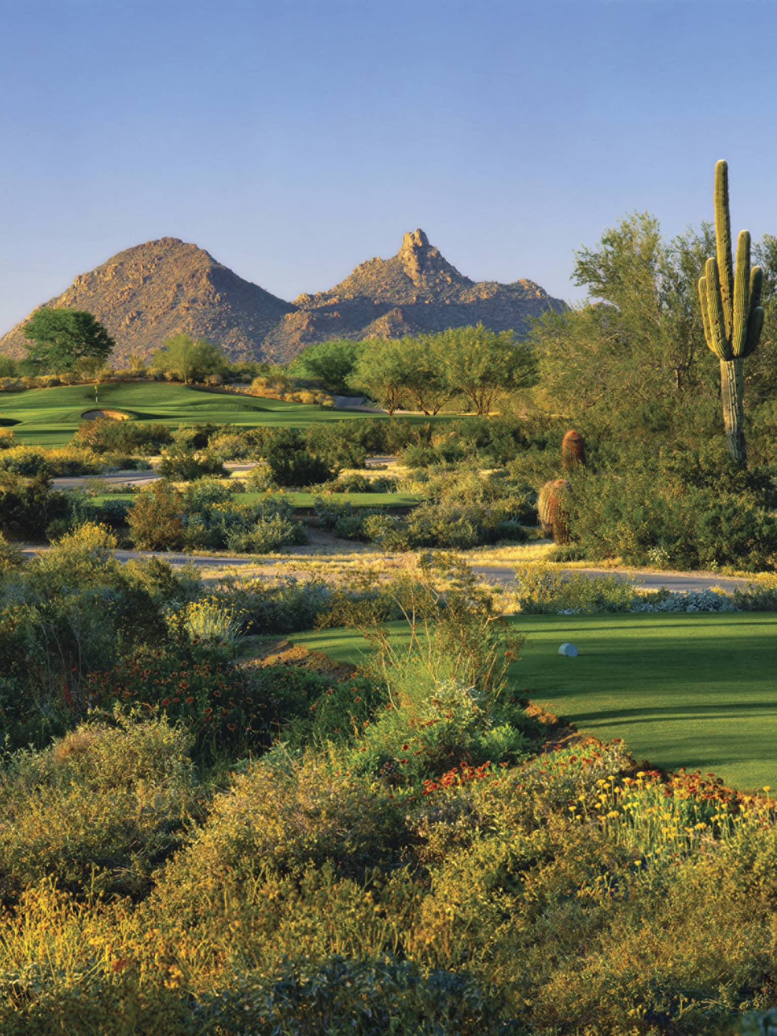 Troon North Golf Club greens, shrubs, tall cactus, mountain in background