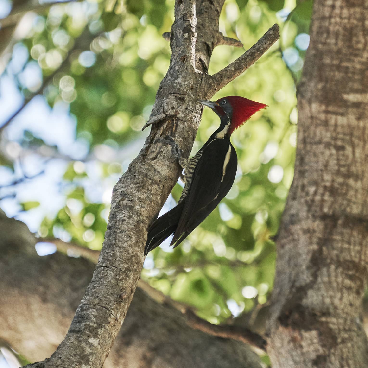 A lineated woodpecker, or carpenter bird, with a tall red crest and black and white feathers perched on a branch
