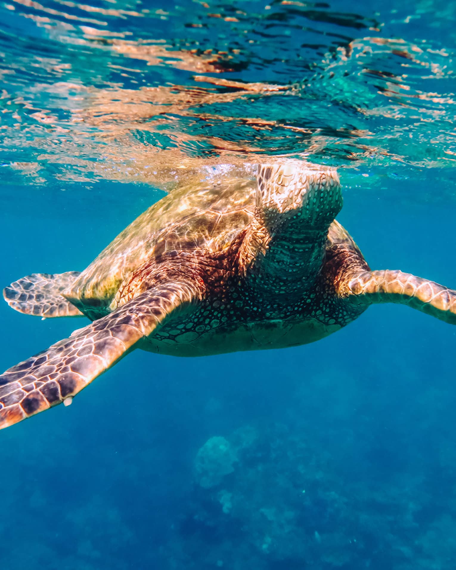 Sea turtle swims underwater