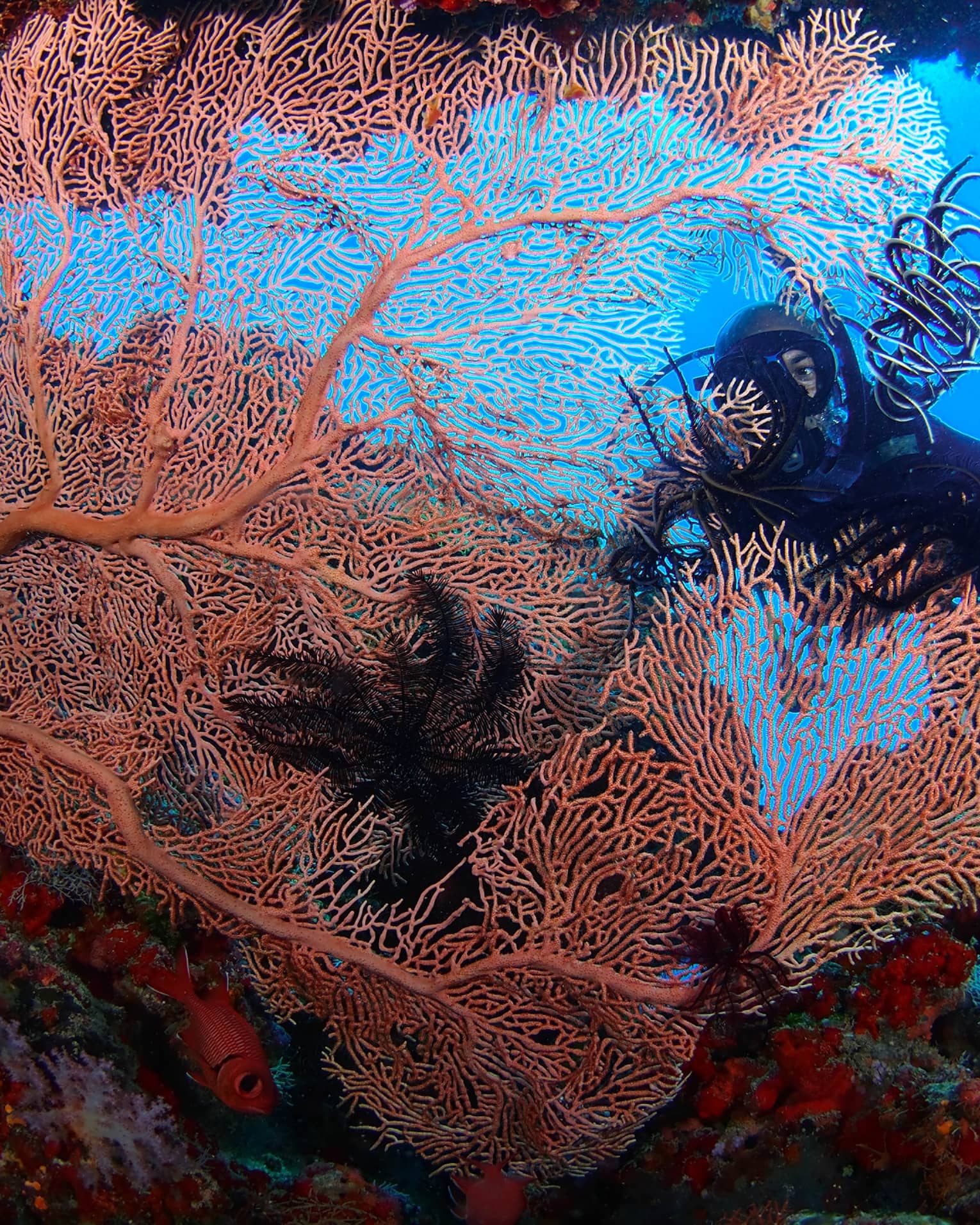 A Scuba diver swims behind large, colourful coral in lagoon