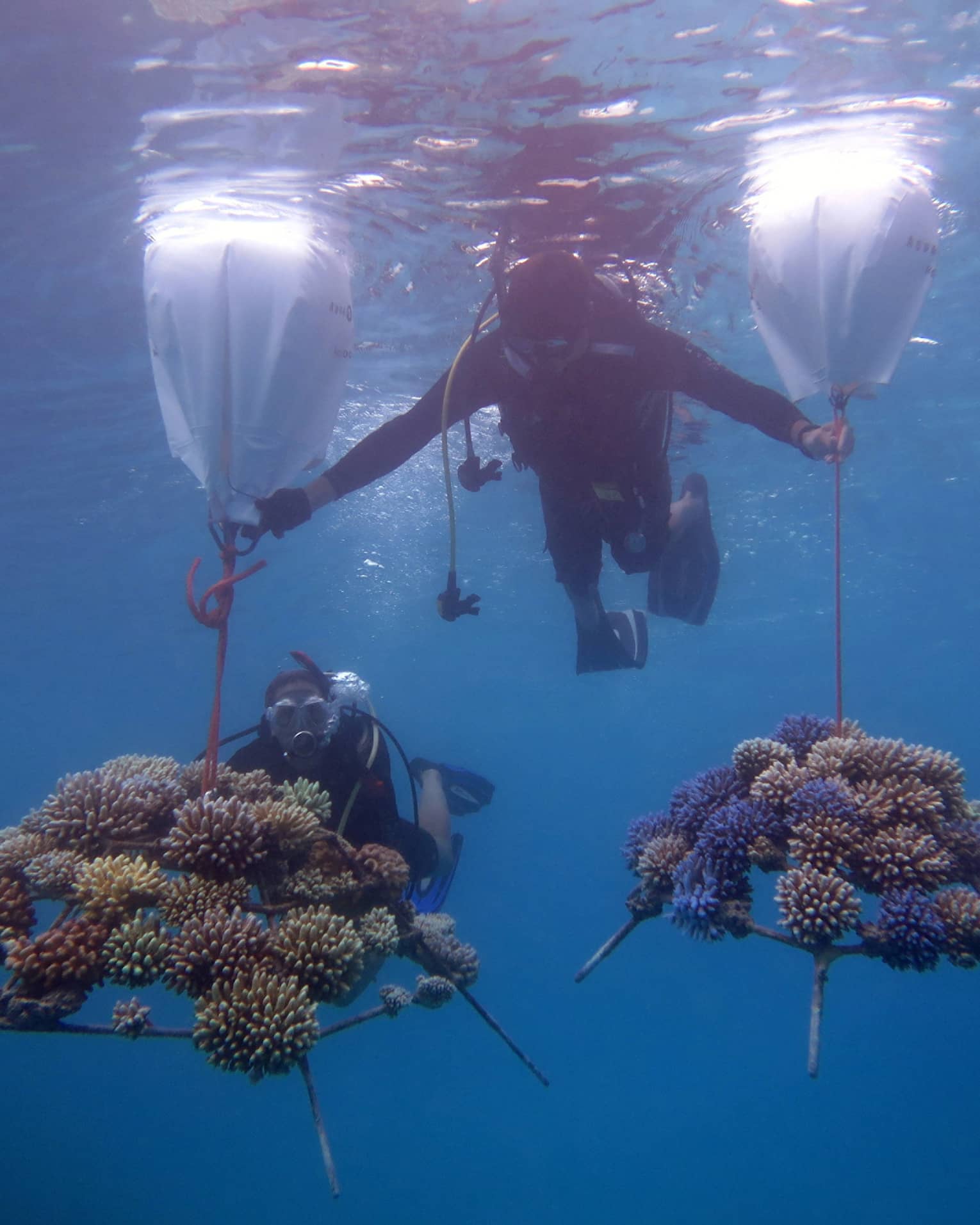 This image depicts two scuba divers in the waters near Four Seasons Resort Maldives at Kuda Huraa, transporting pieces of coral embedded onto coral frames. This image connects to ESG and preserving biodiversity at Four Seasons.