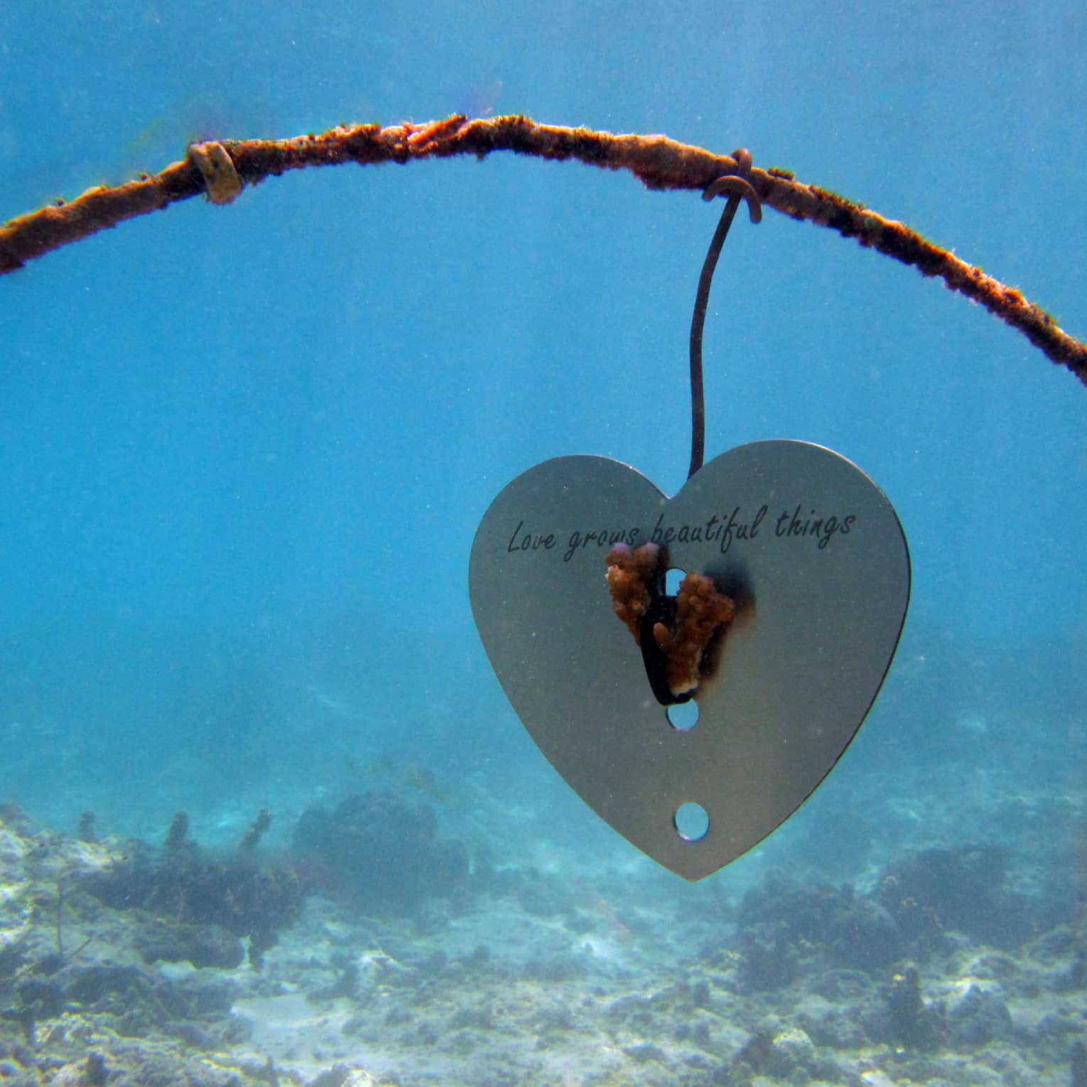 Underwater view of a heart-shaped metal frame with piece of coral, words "love grows beautiful things."