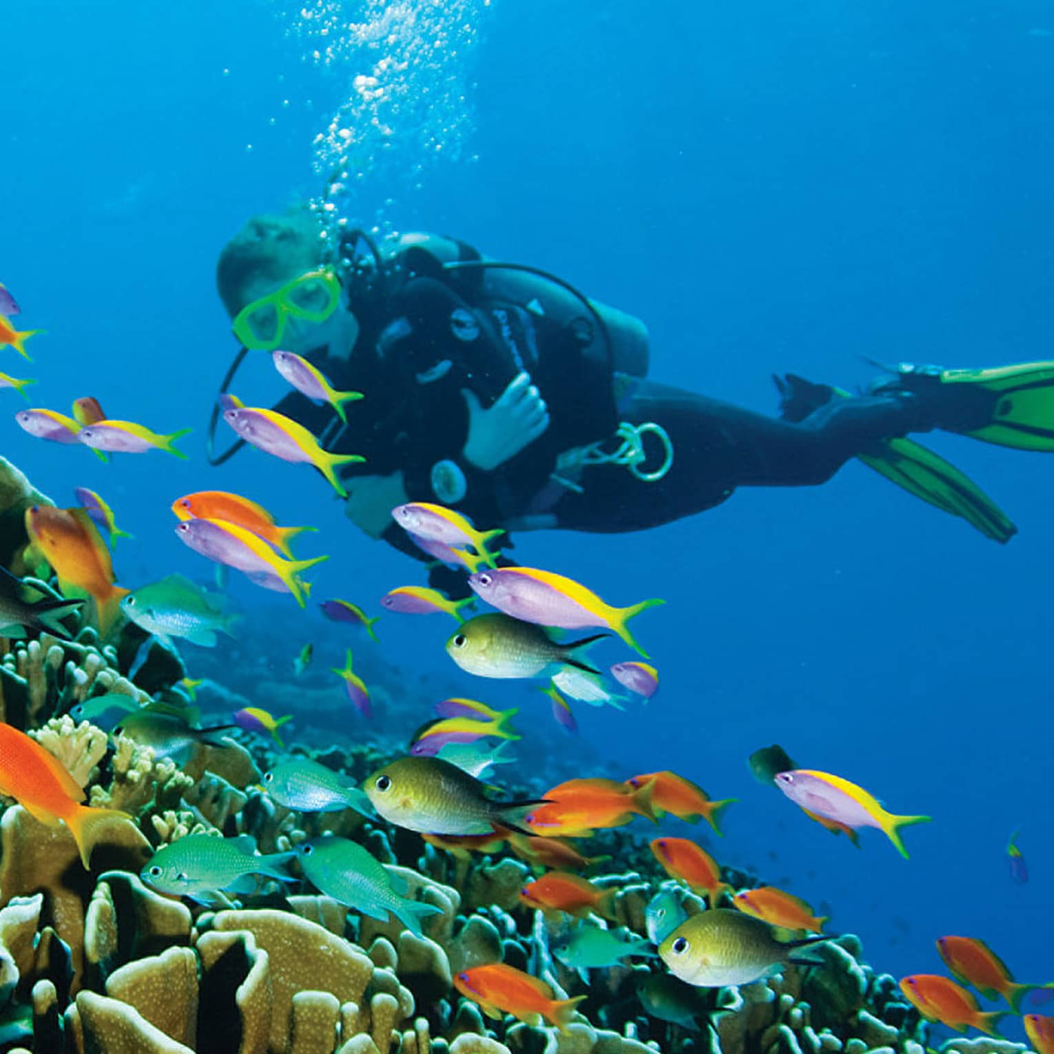 Scuba diver swims over colourful tropical fish, coral