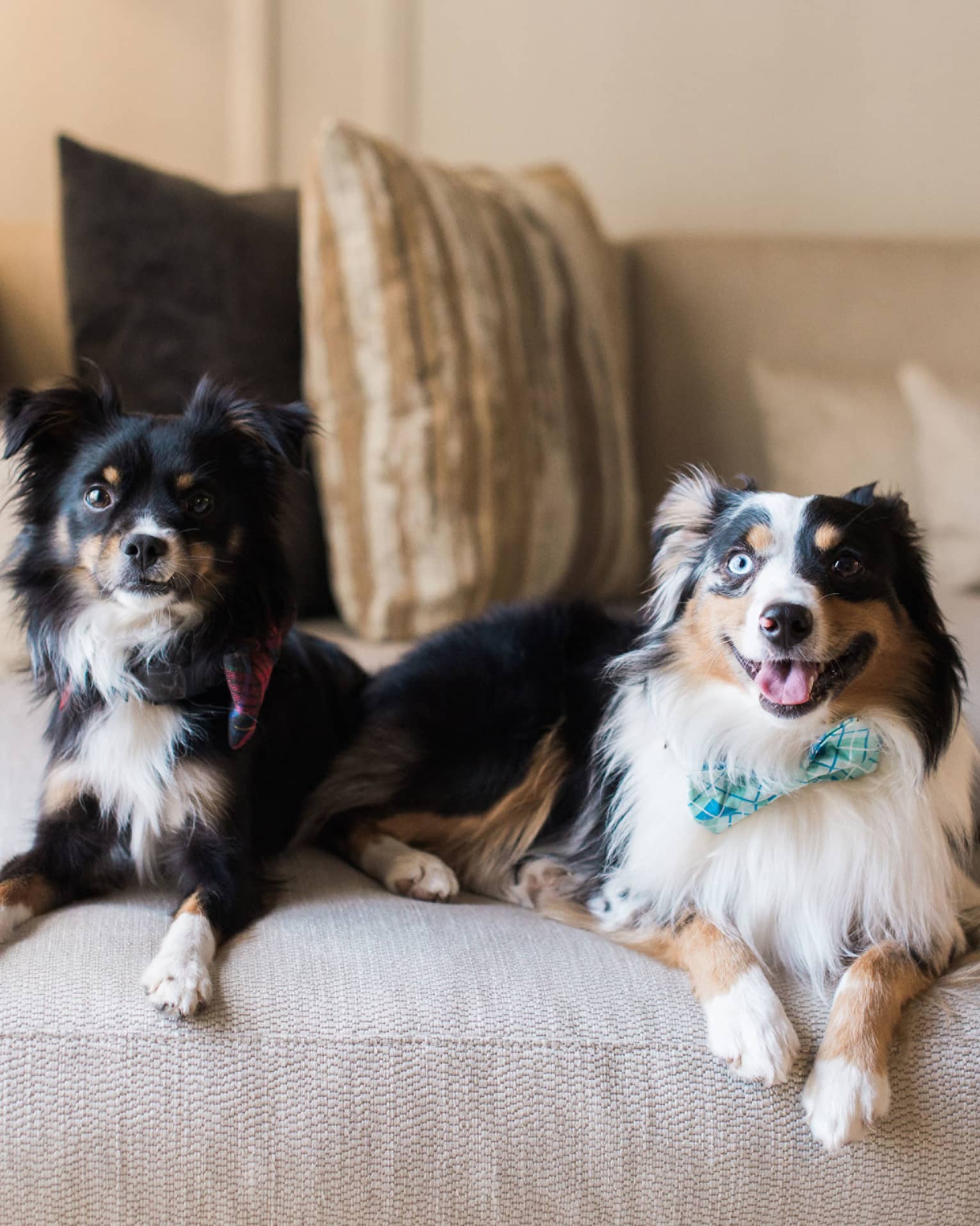 Two dogs laying on a sofa.