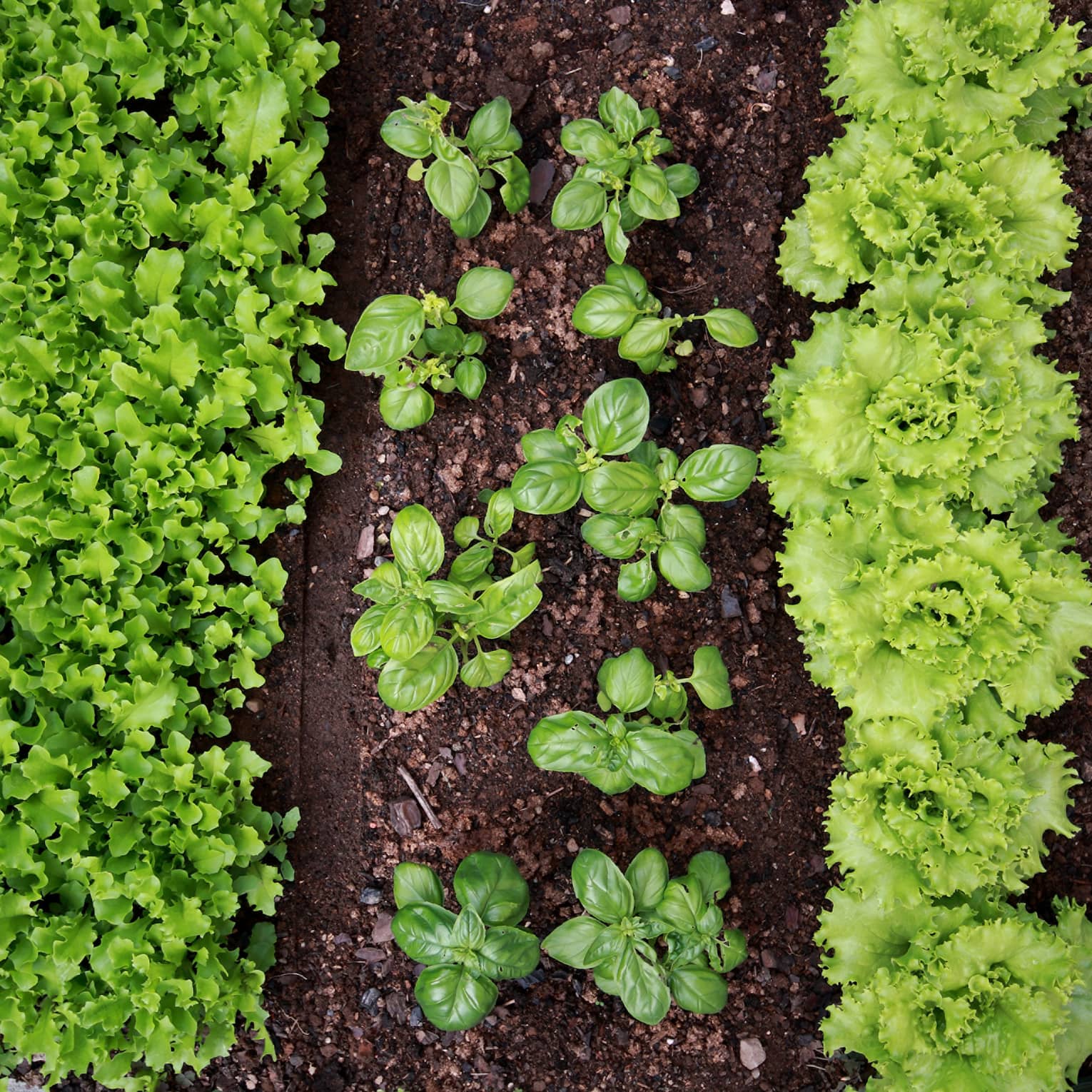 Aerial view of a garden with rows of plants