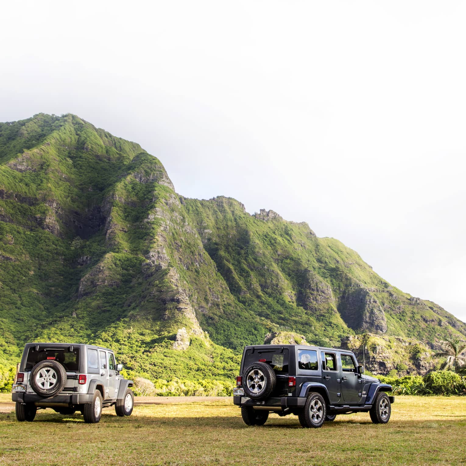Rear view of three Jeeps and a group of slender palm trees on a grassy plain against a verdant crevassed mountain backdrop.