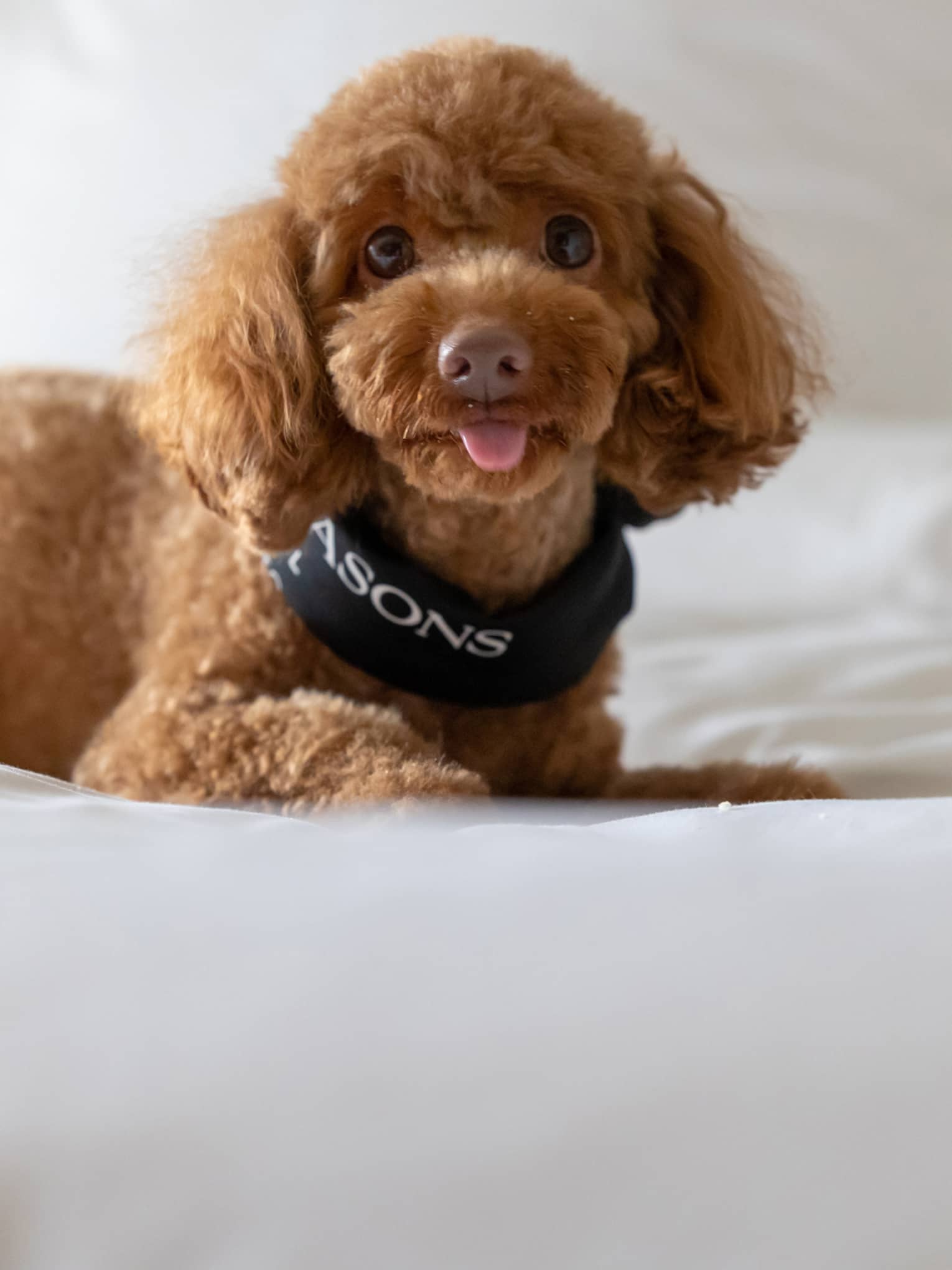 Apricot toy poodle with Four Seasons bandana lounges on a bed with white linens