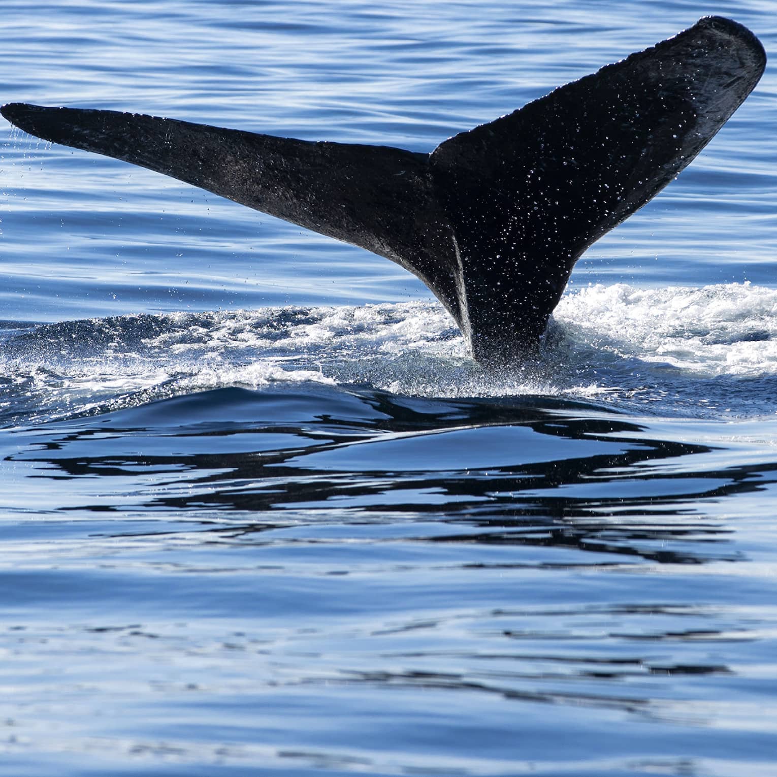 Flukes of a whale's tail protrude from the water, surrounded by a circle of foam, as the whale prepares to dive deep. 