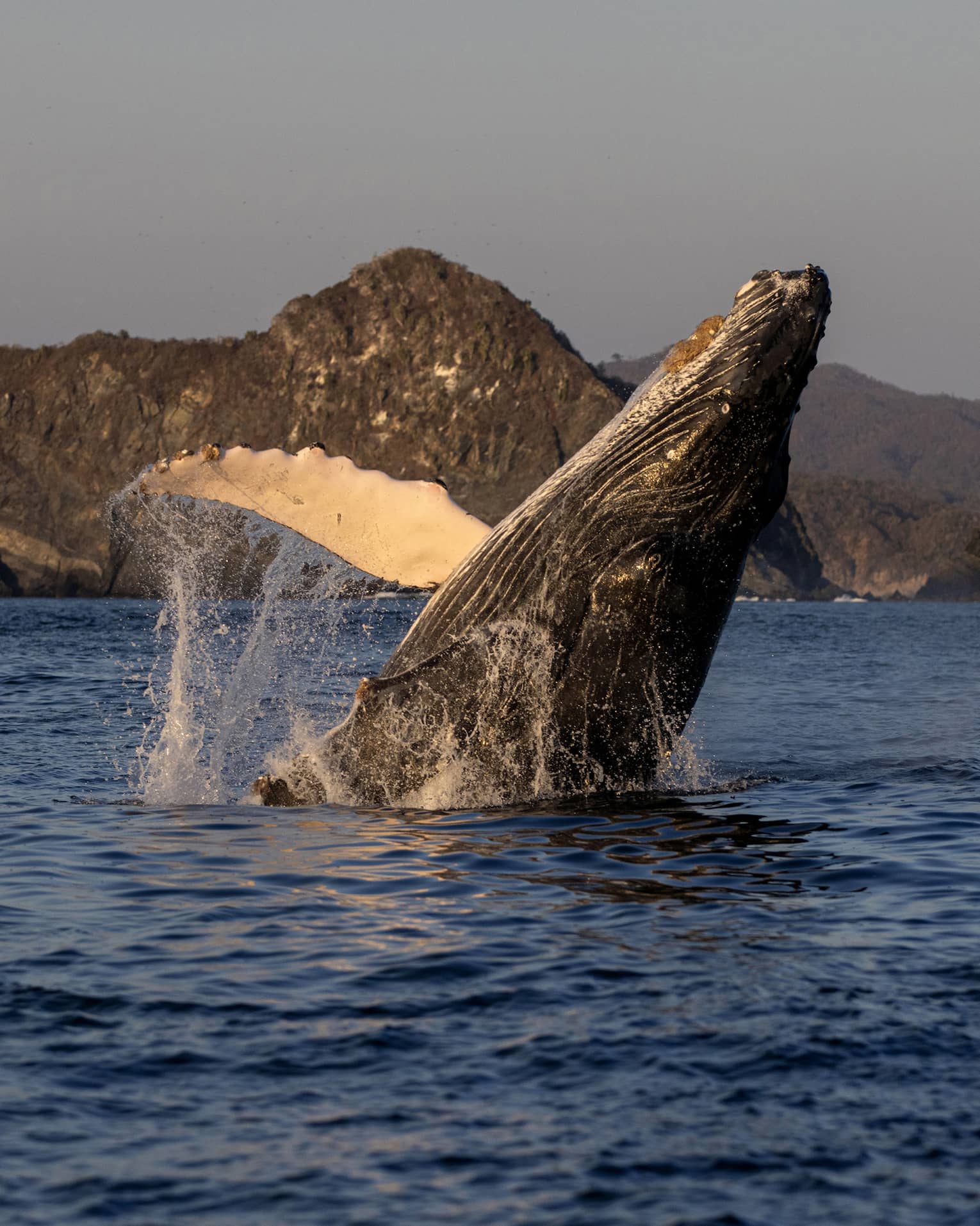 In soft morning light, a majestic humpback whale breaches, water cascading off its front flipper, distant mountains beyond. 