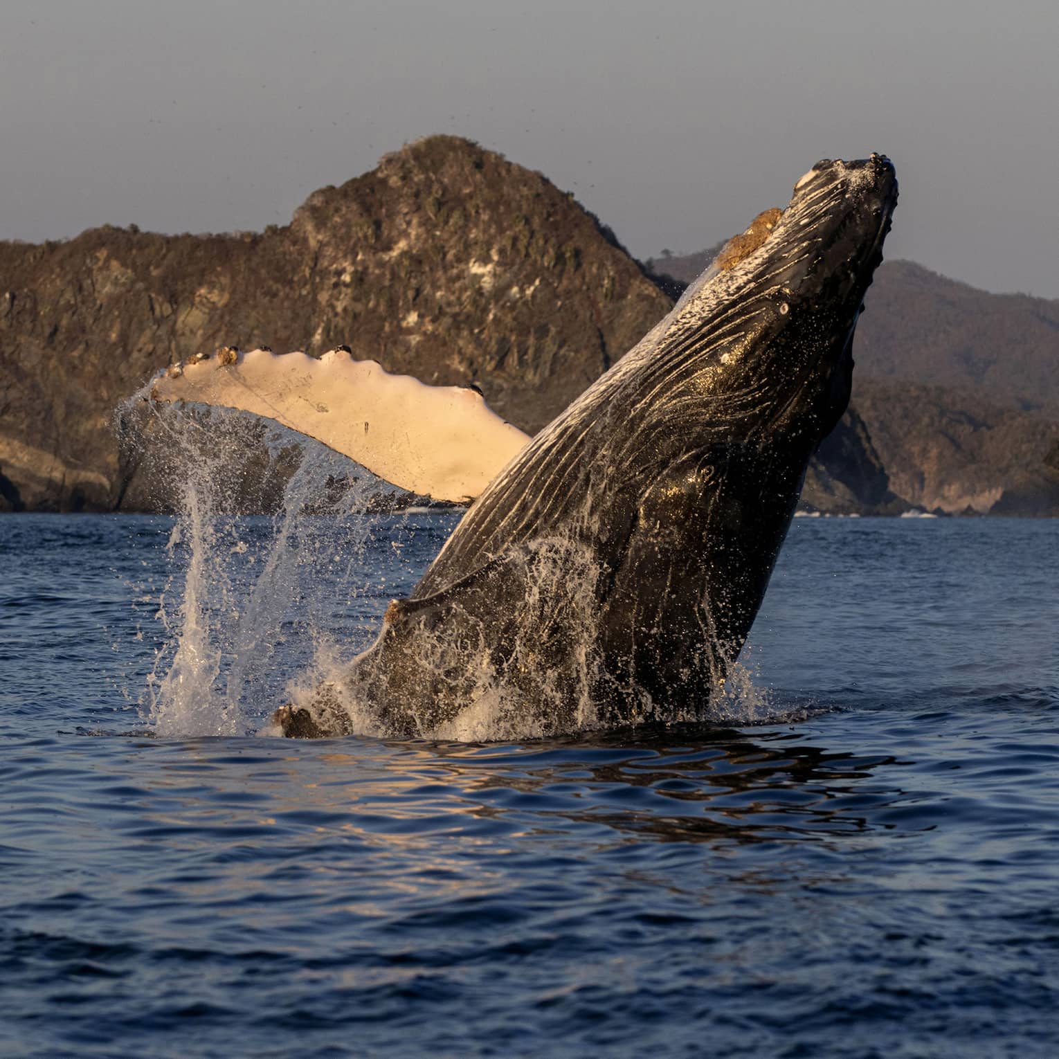 In soft morning light, a majestic humpback whale breaches, water cascading off its front flipper, distant mountains beyond. 