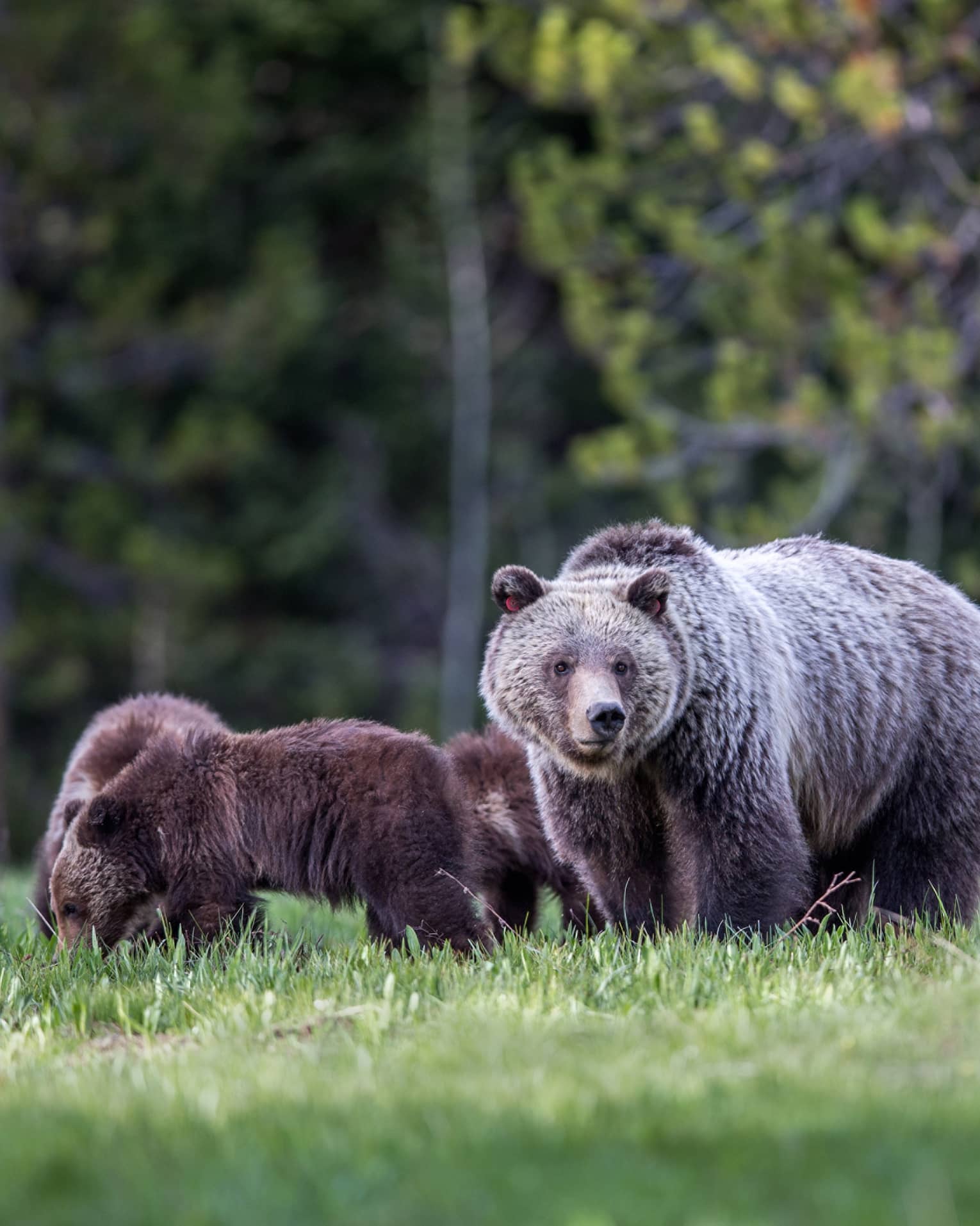 A bear and cubs walking in a meadow.