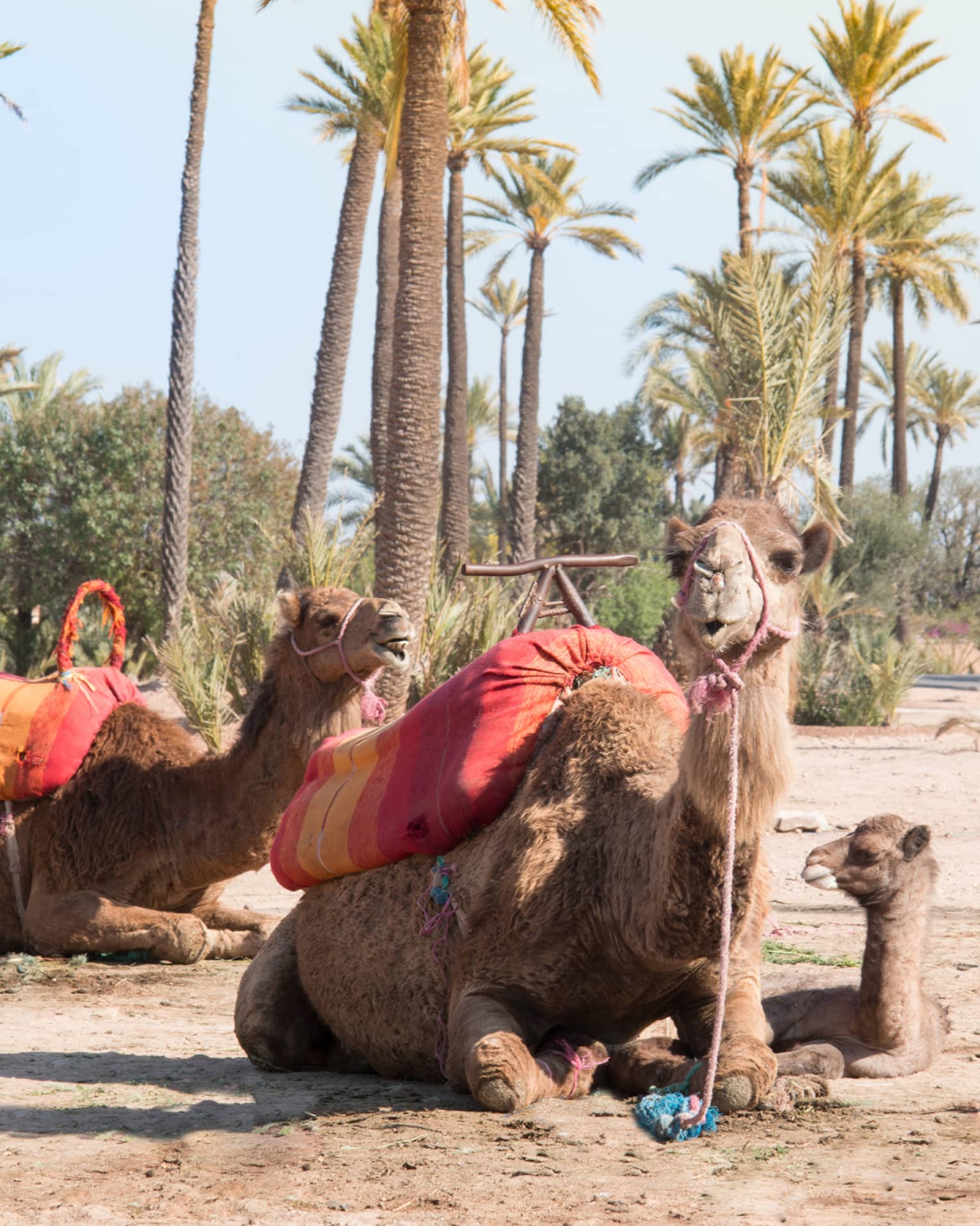 Camels lay on sand under palm trees