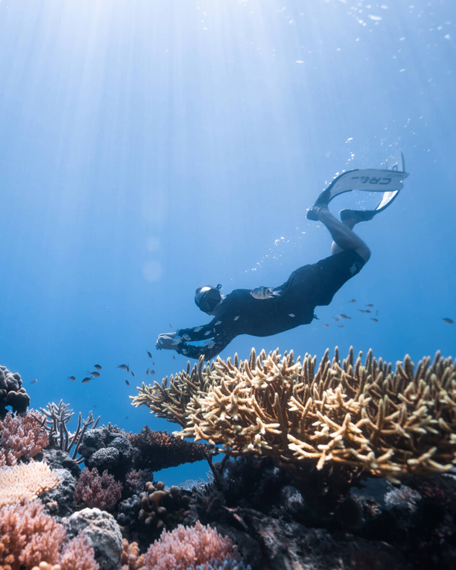 ,A person scuba dives over a colorful coral reef