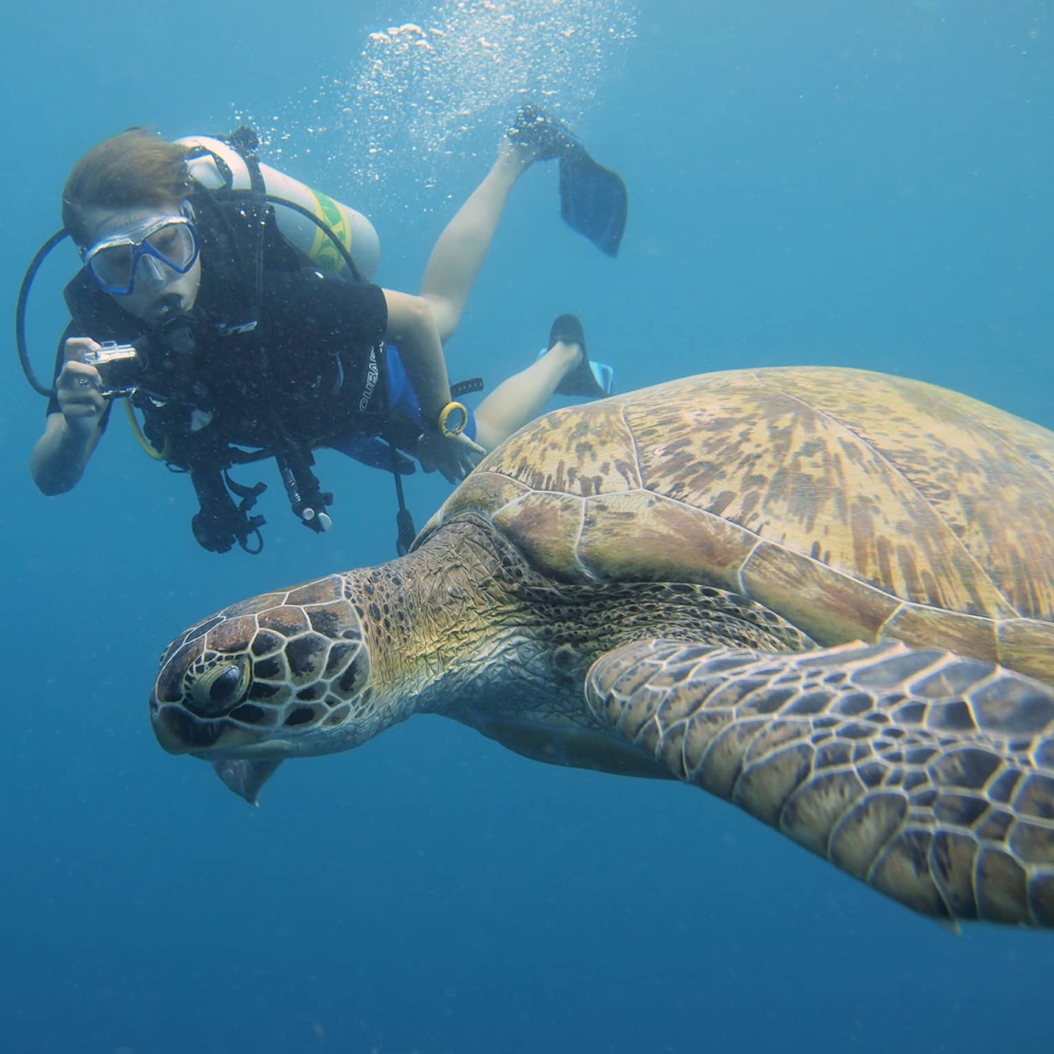 Scuba diver with underwater camera takes photo of large turtle